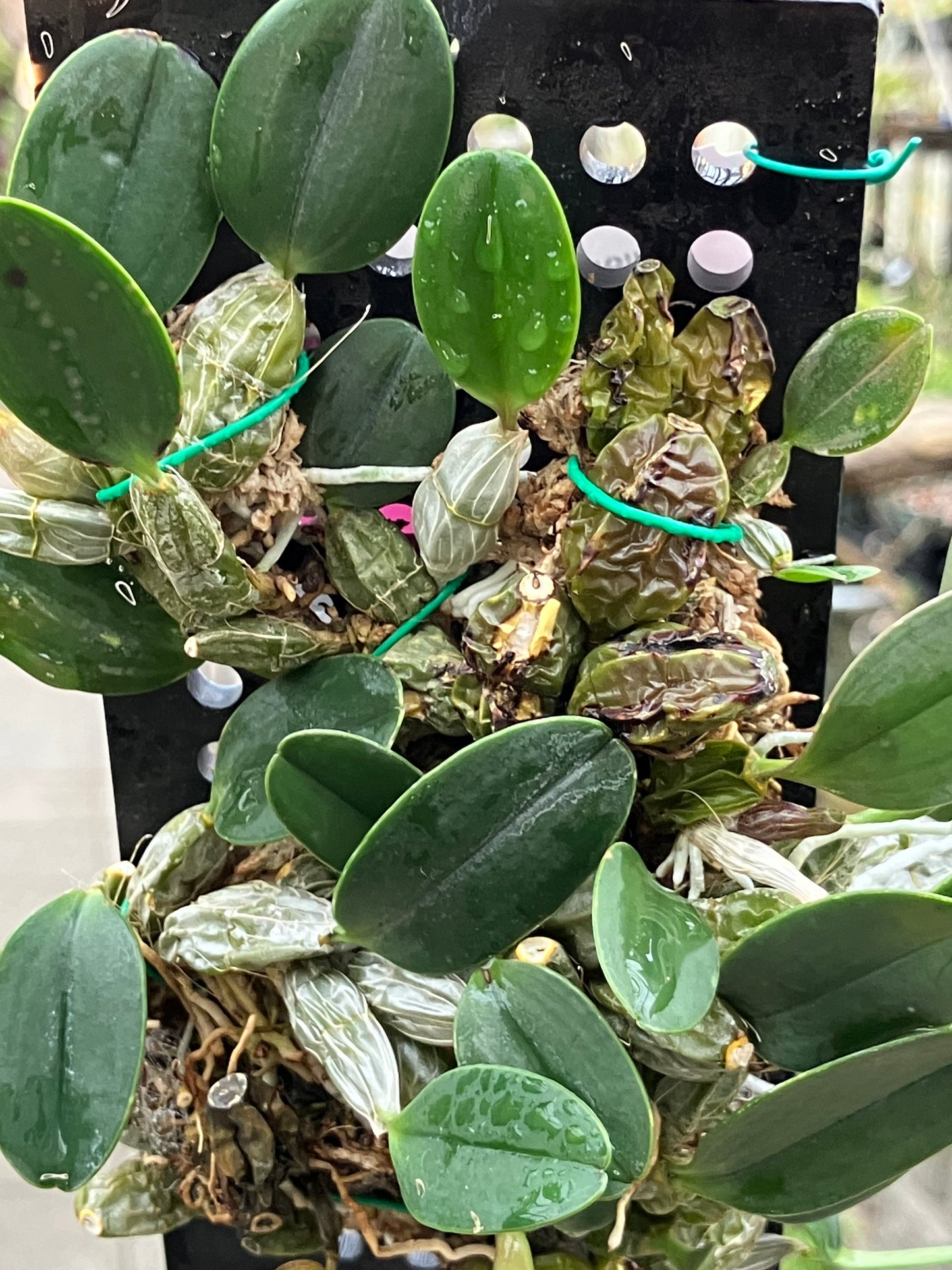 Dendrobium Jenkinsii