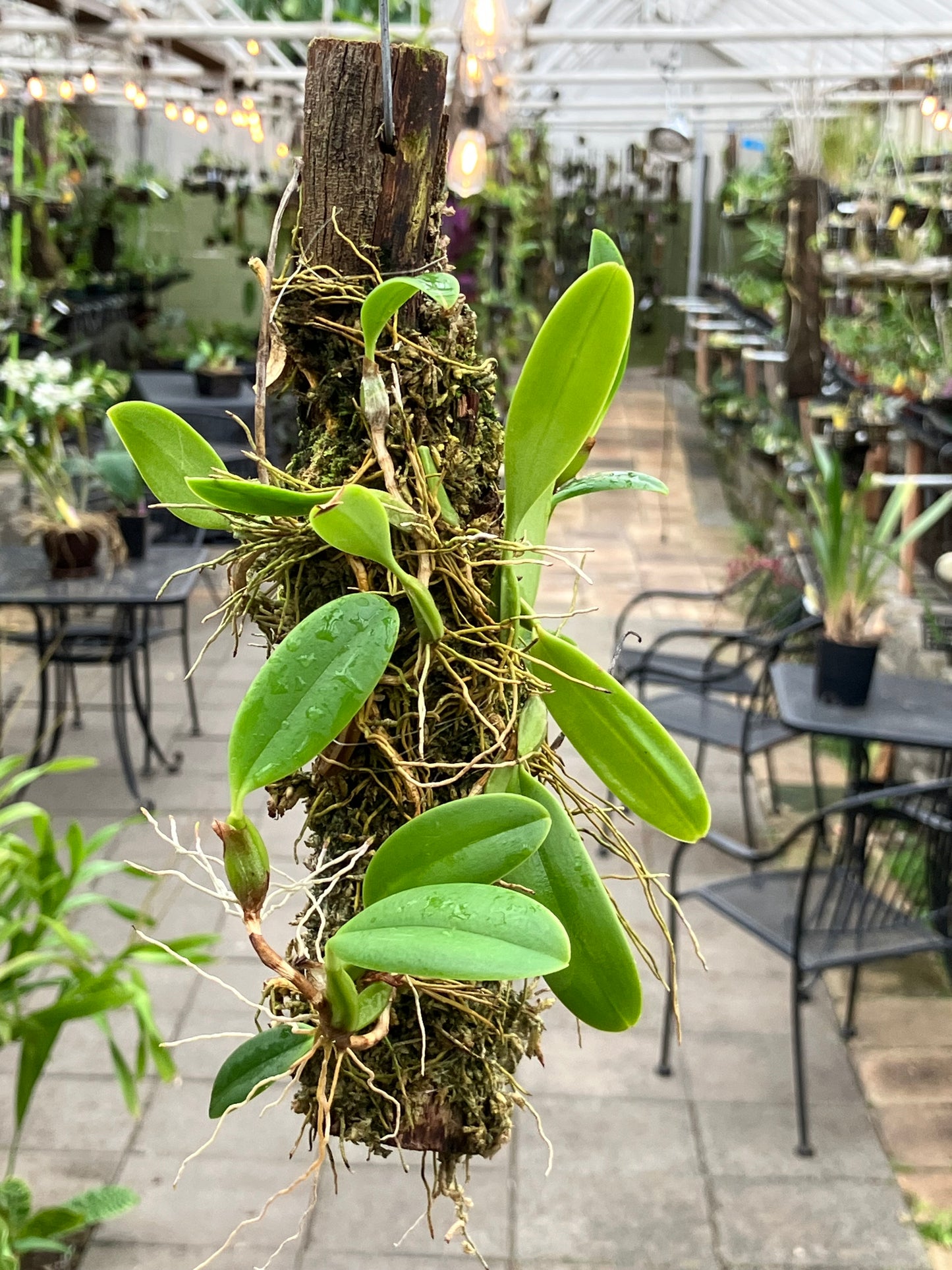 Bulbophyllum Fraudulentum