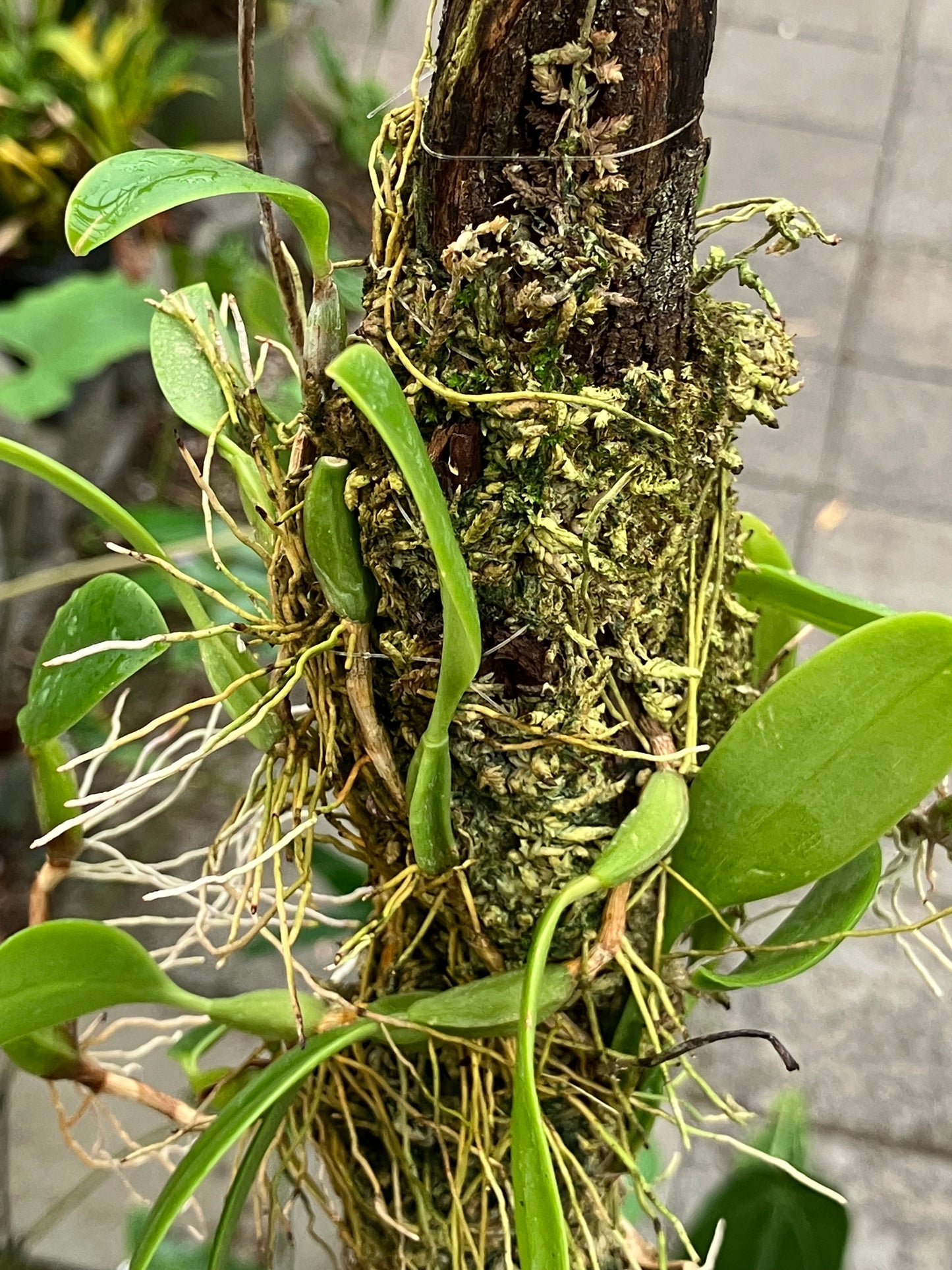 Bulbophyllum Fraudulentum