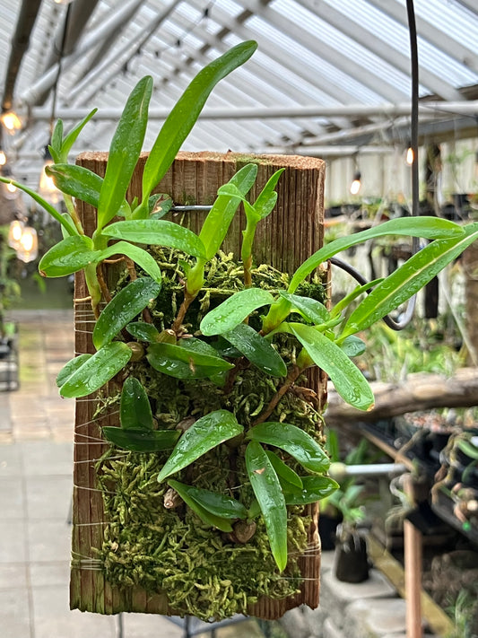 Maxillaria Sophronitis