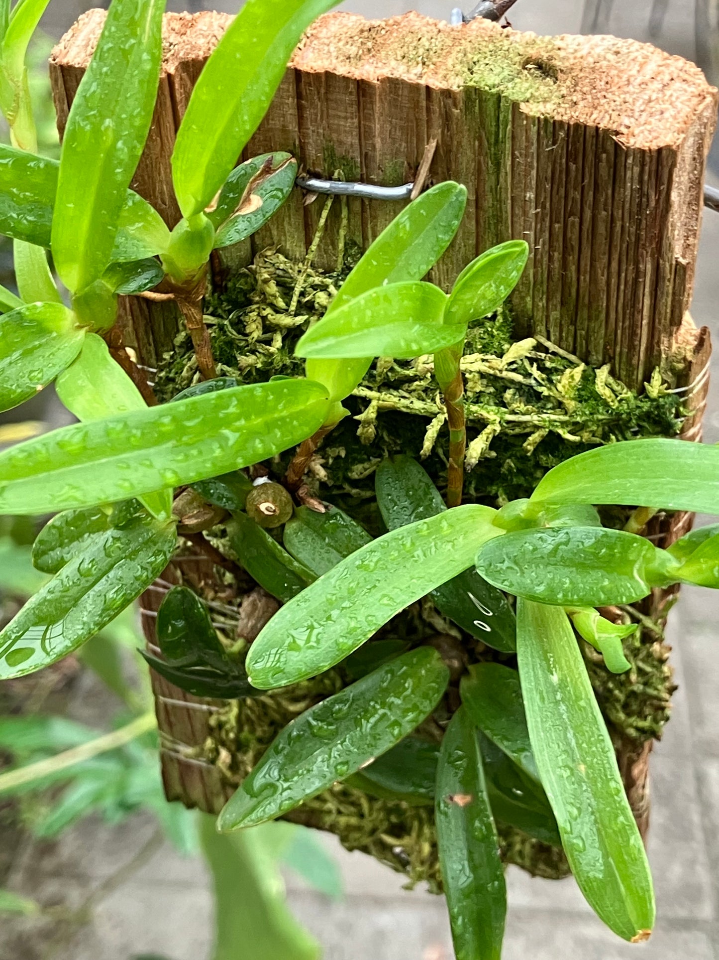 Maxillaria Sophronitis