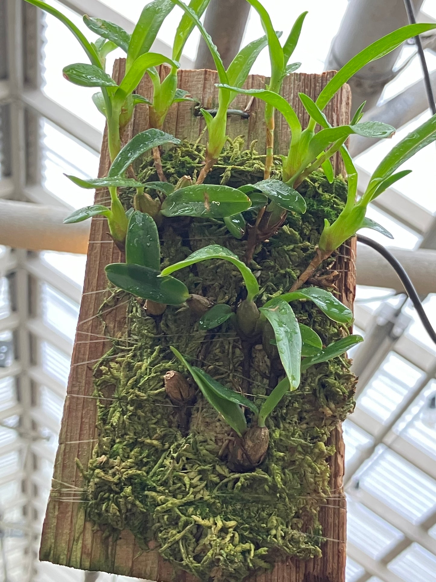 Maxillaria Sophronitis