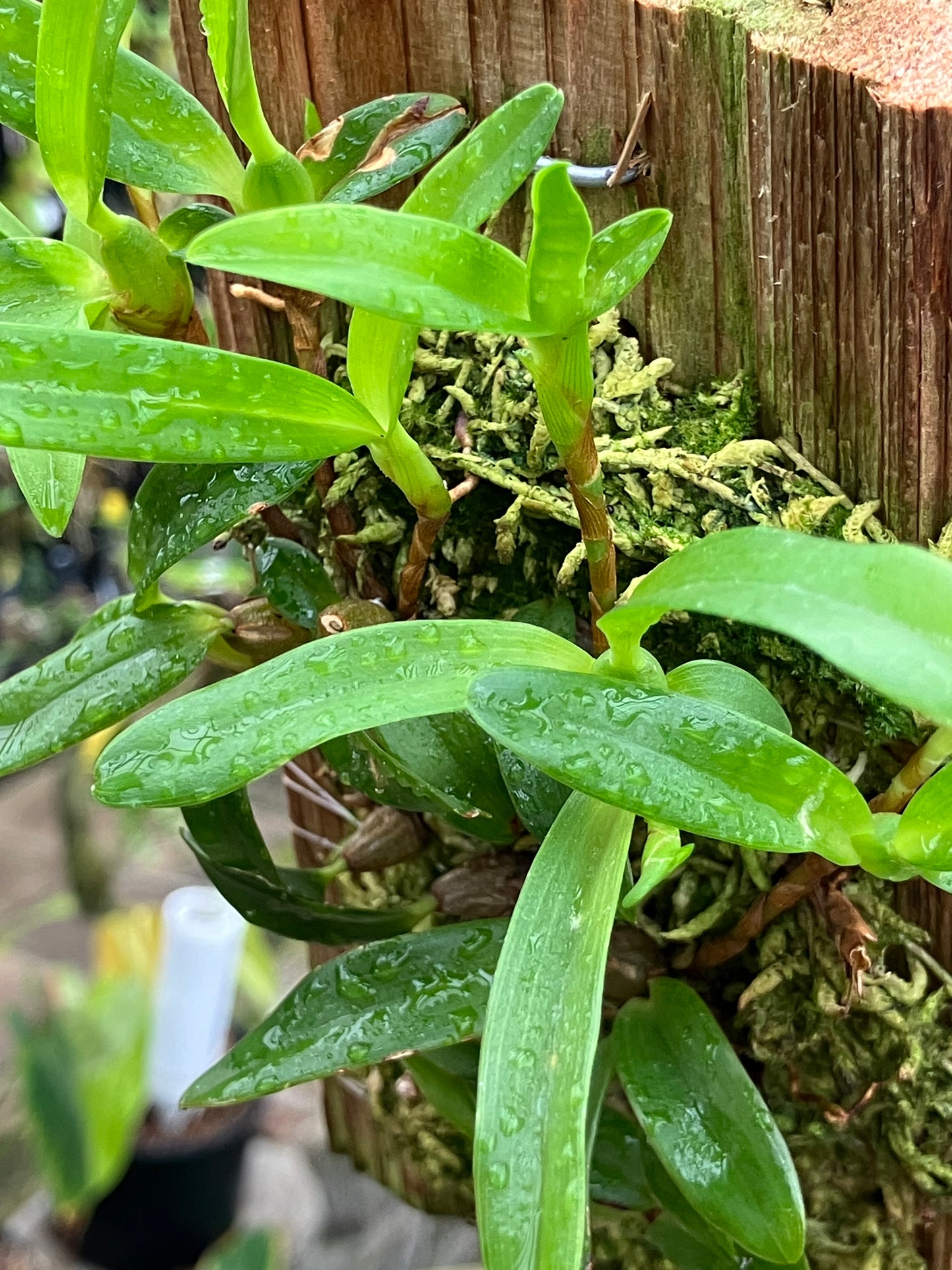 Maxillaria Sophronitis