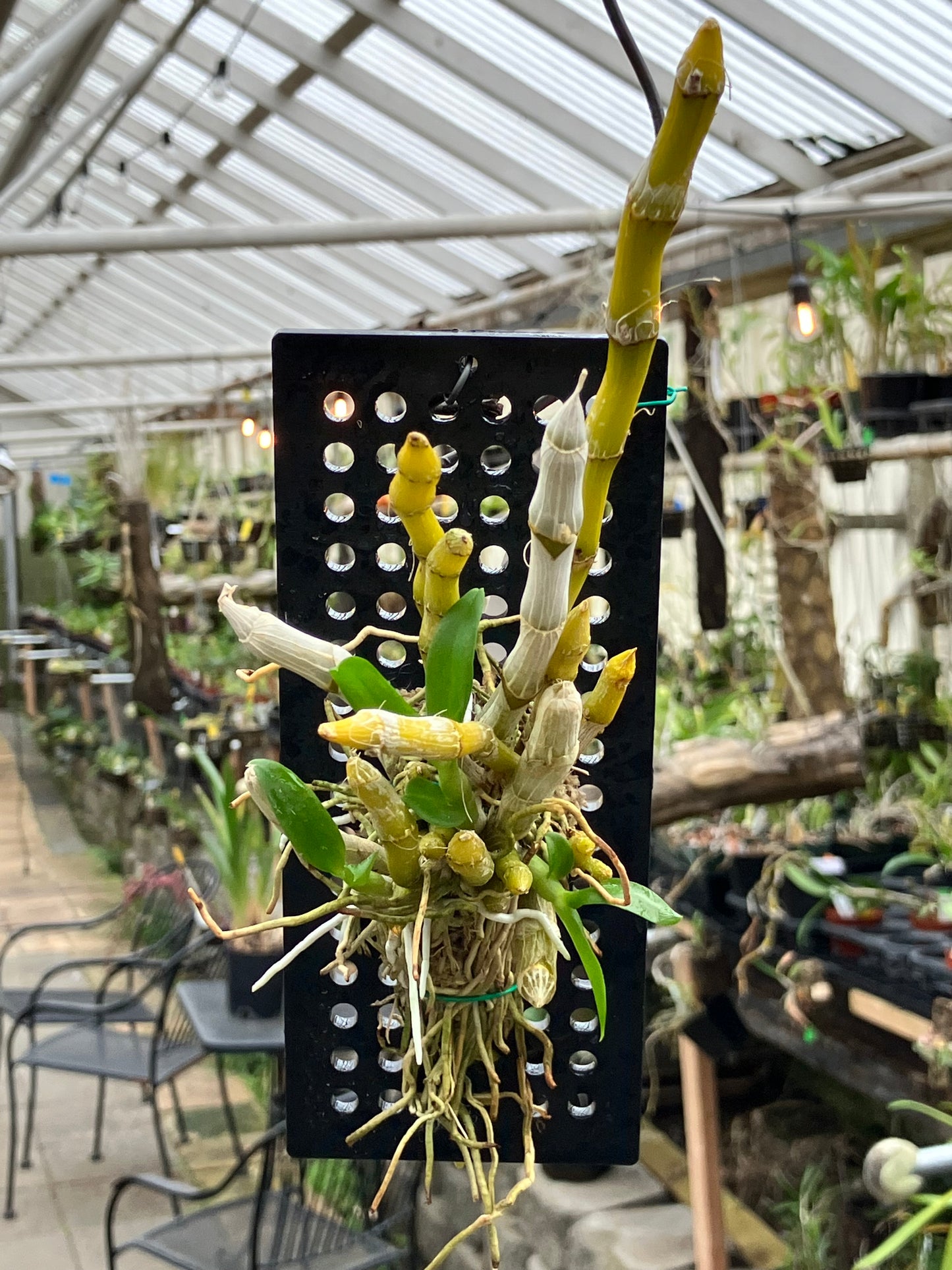 Dendrobium Parishii "Alba"