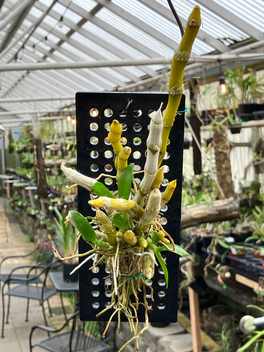 Dendrobium Parishii "Alba"