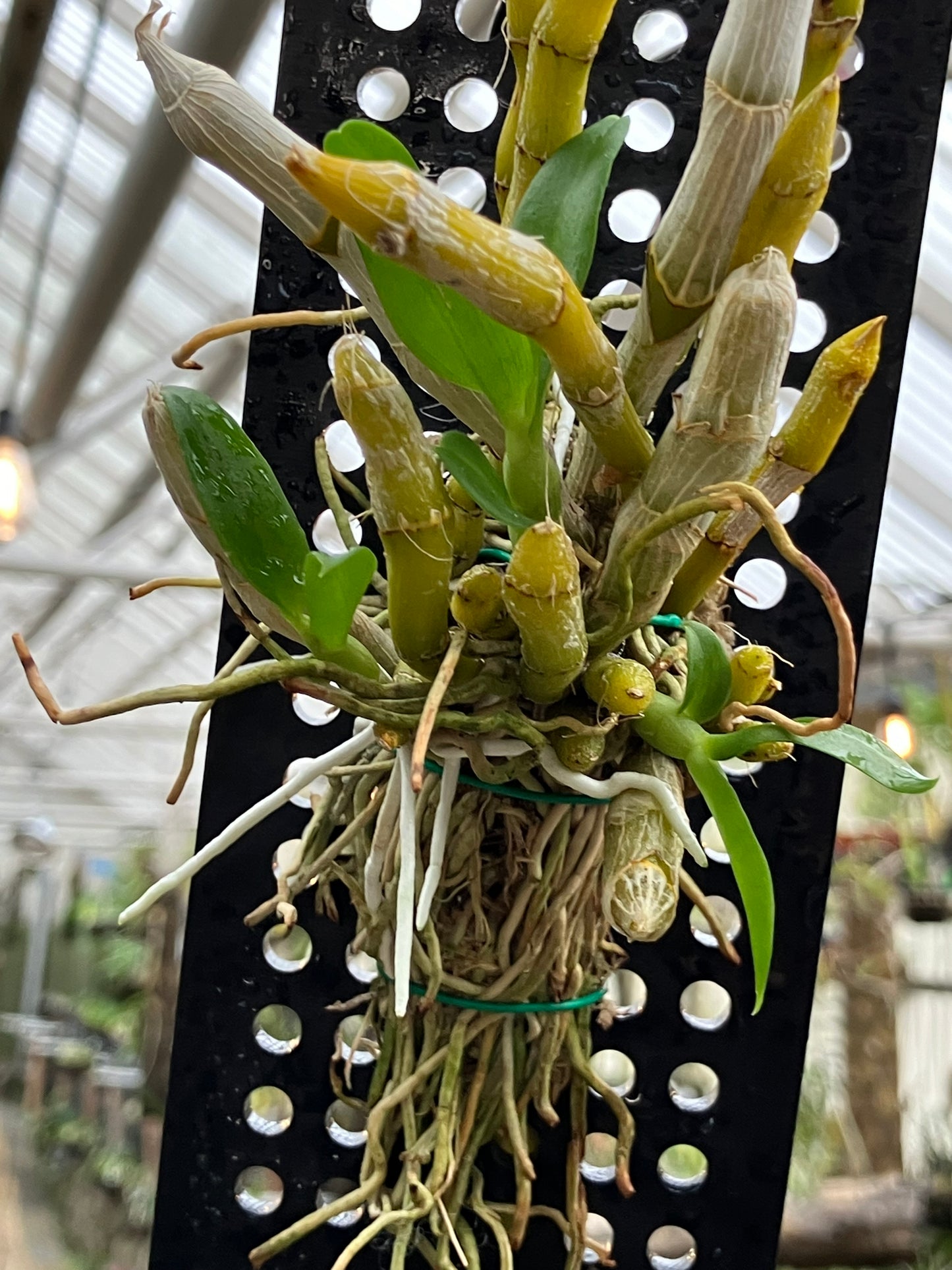 Dendrobium Parishii "Alba"