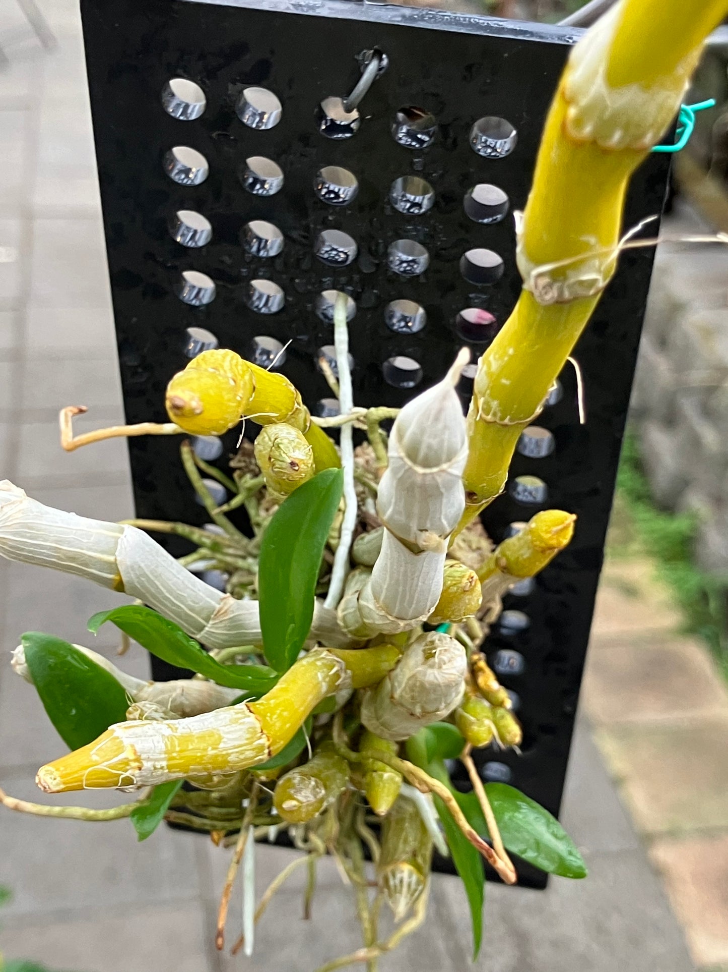 Dendrobium Parishii "Alba"