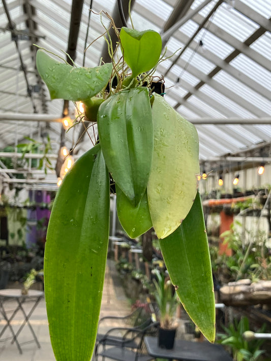 Bulbophyllum Longissimum