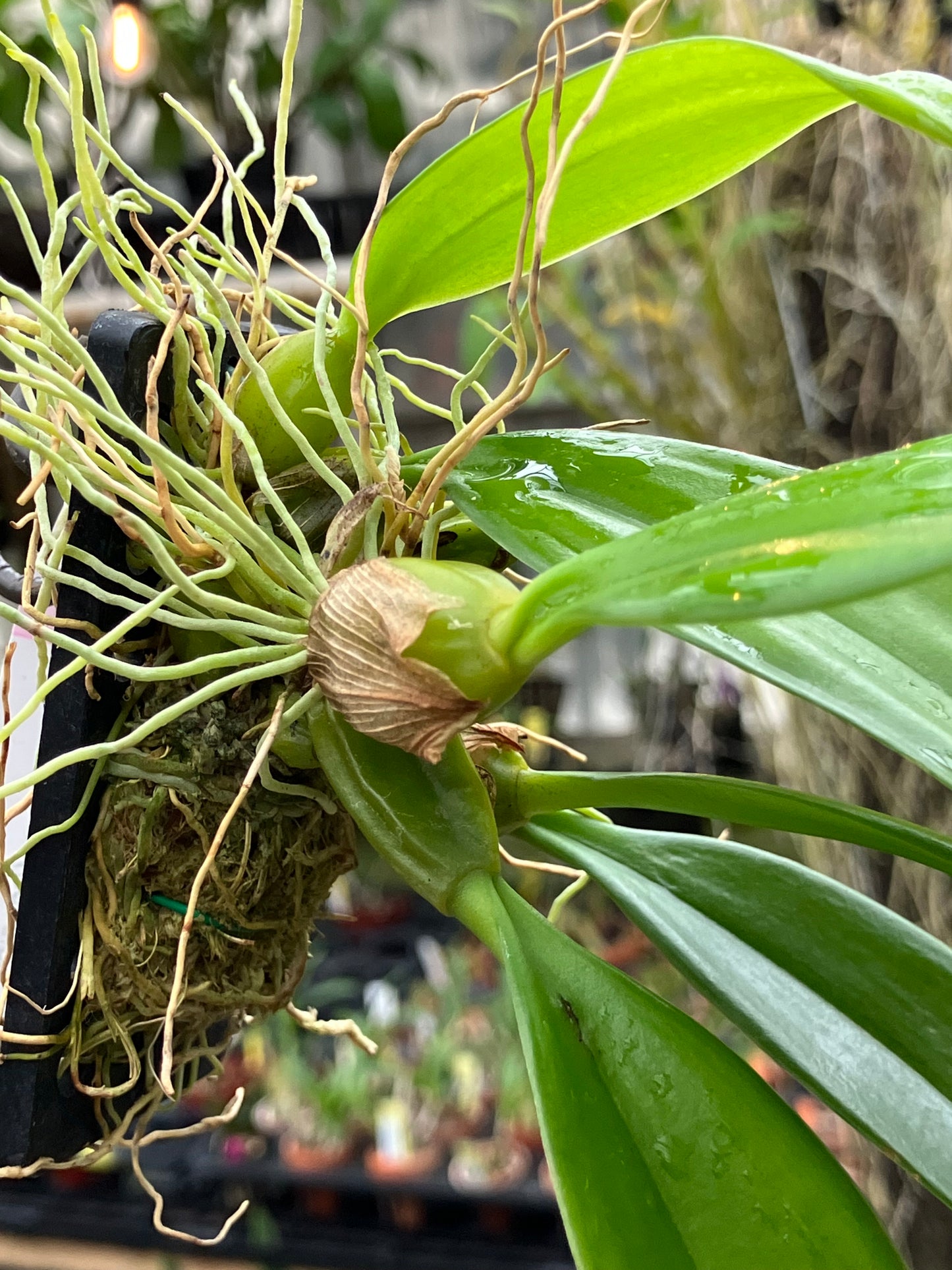 Bulbophyllum Longissimum