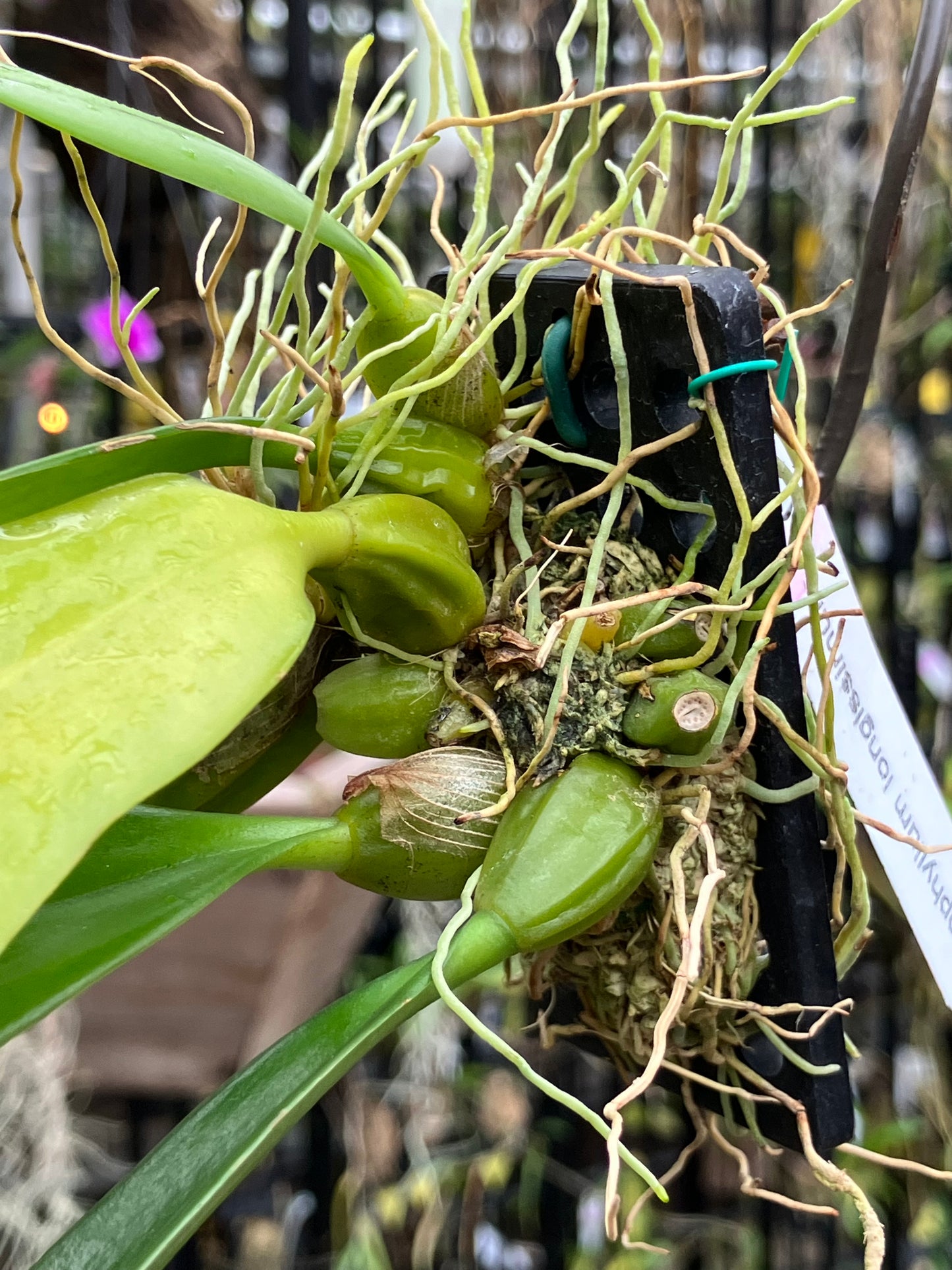 Bulbophyllum Longissimum