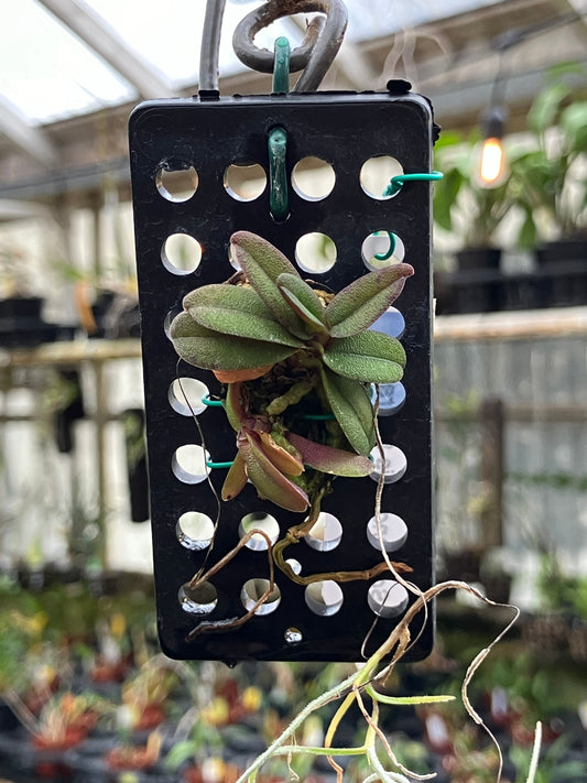 Schoenorchis Fragrans