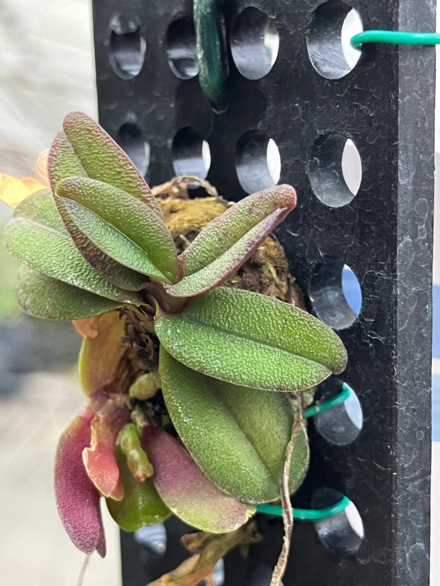 Schoenorchis Fragrans