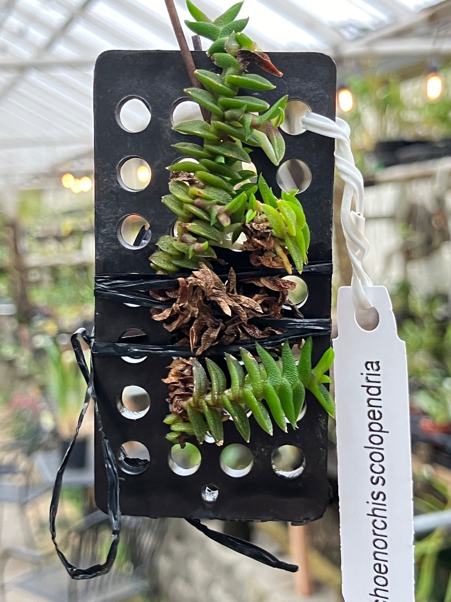 Schoenorchis Scolopendria