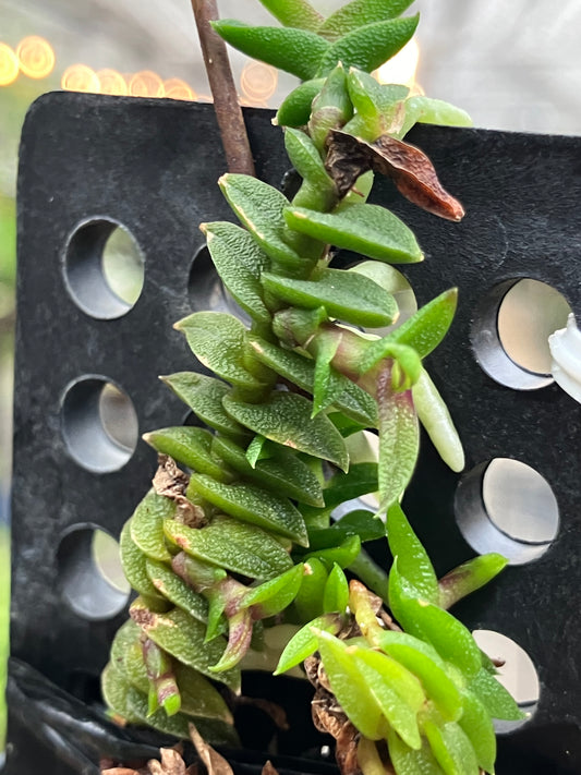 Schoenorchis Scolopendria