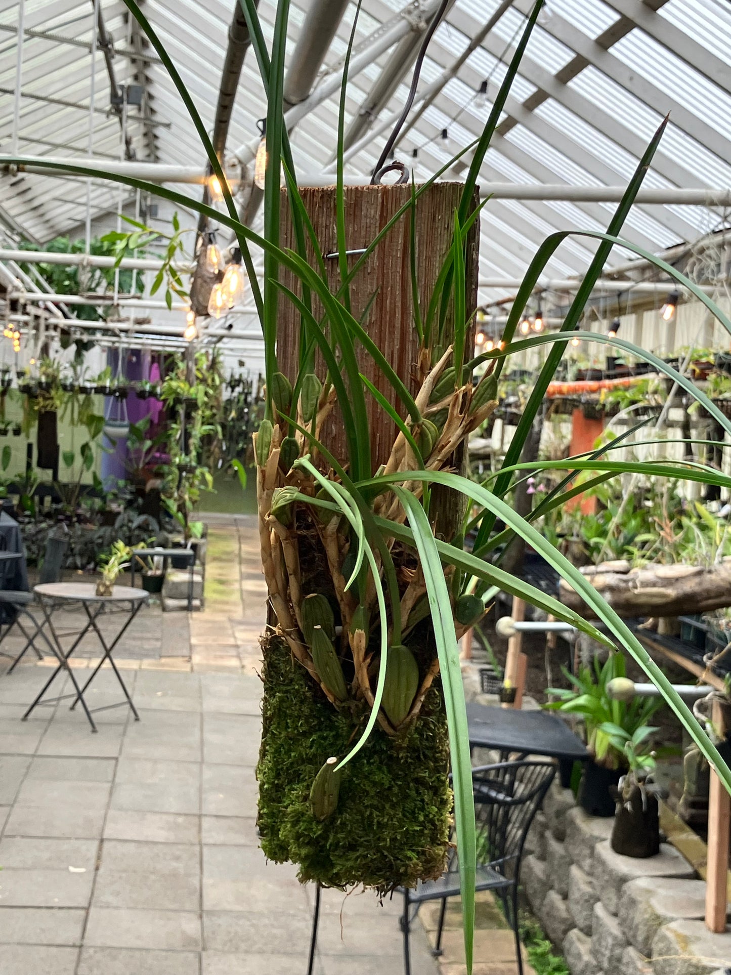 Maxillaria Tenuifolia Aurea 'Bert'