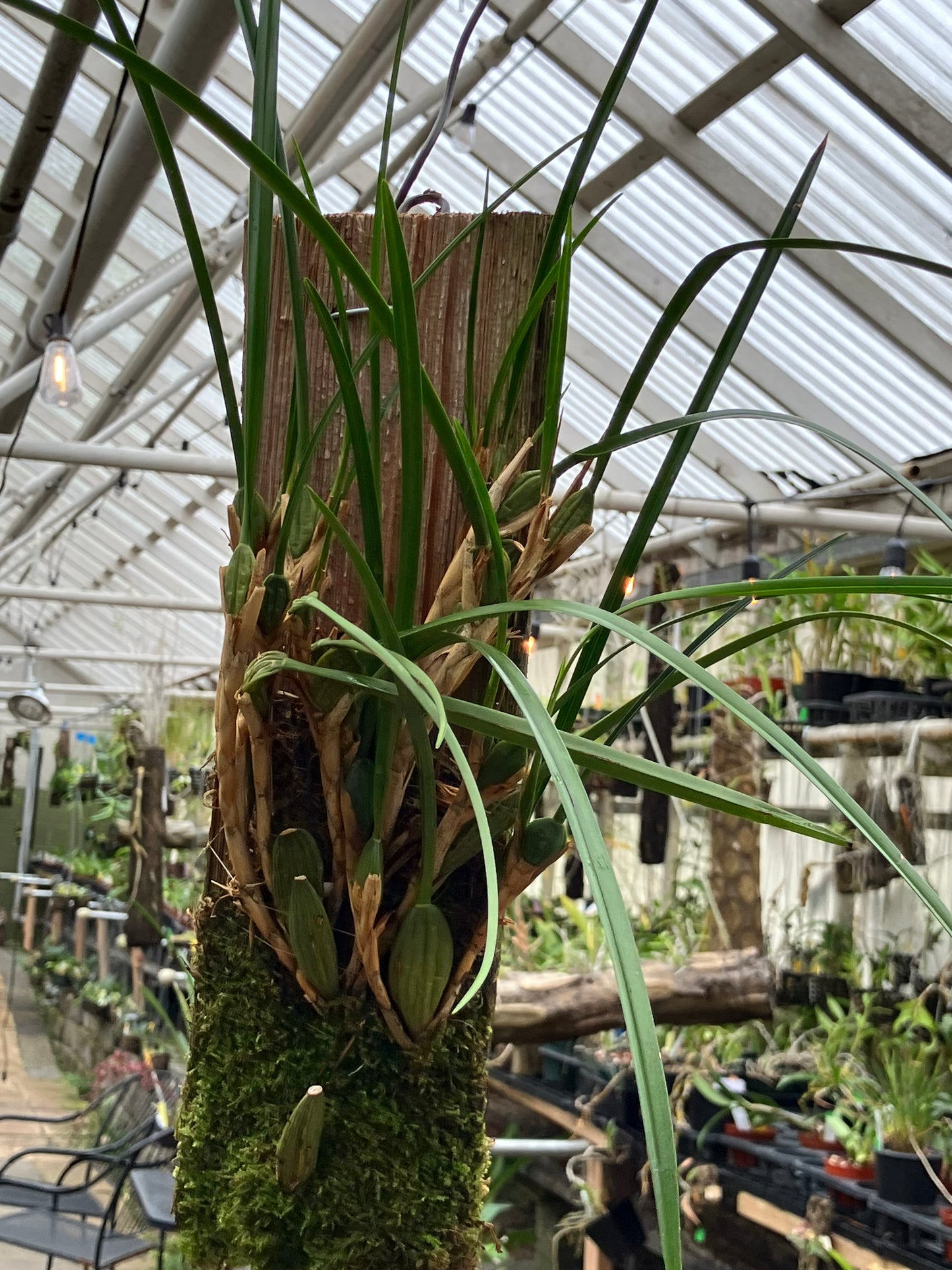 Maxillaria Tenuifolia Aurea 'Bert'