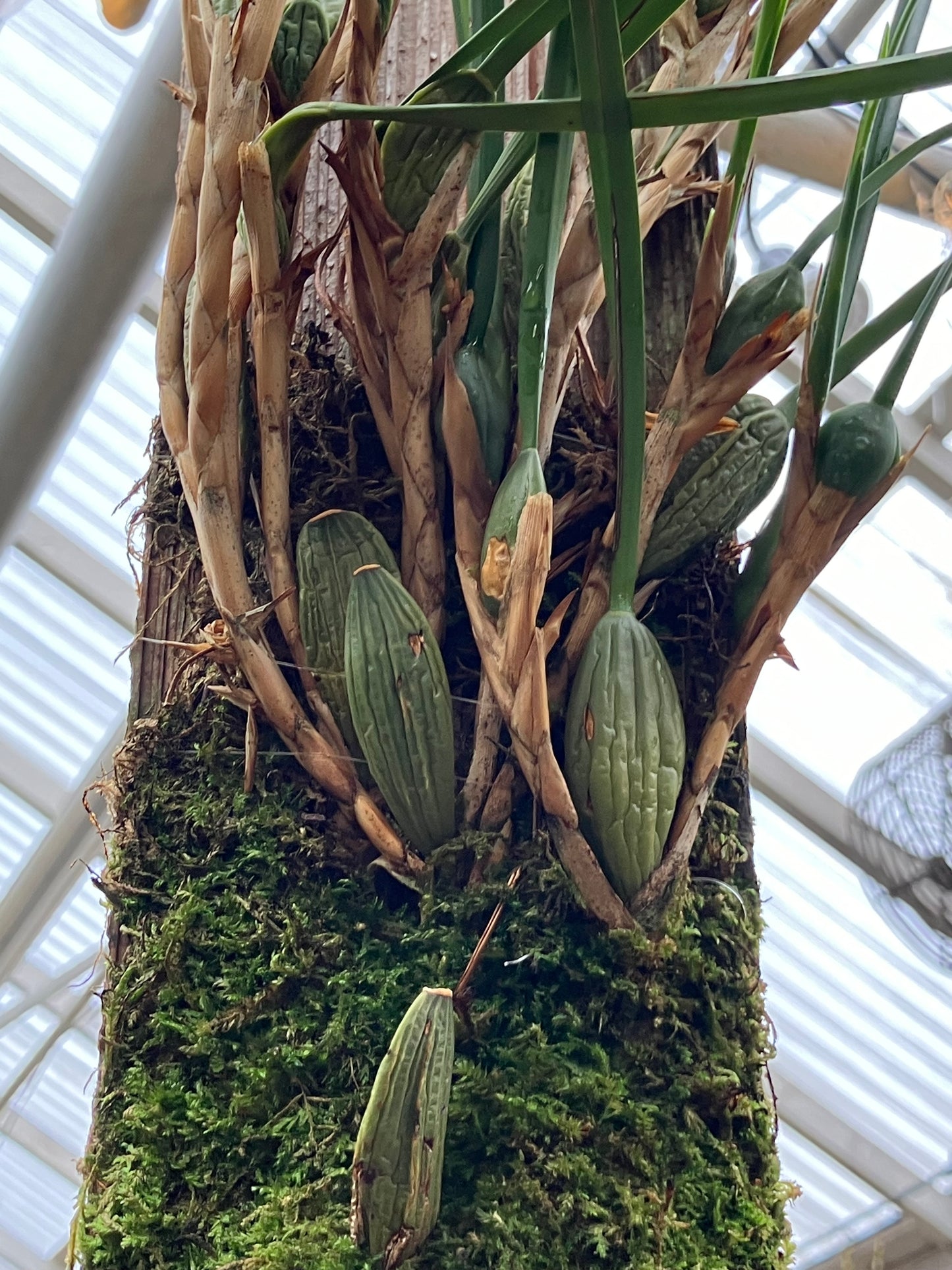 Maxillaria Tenuifolia Aurea 'Bert'