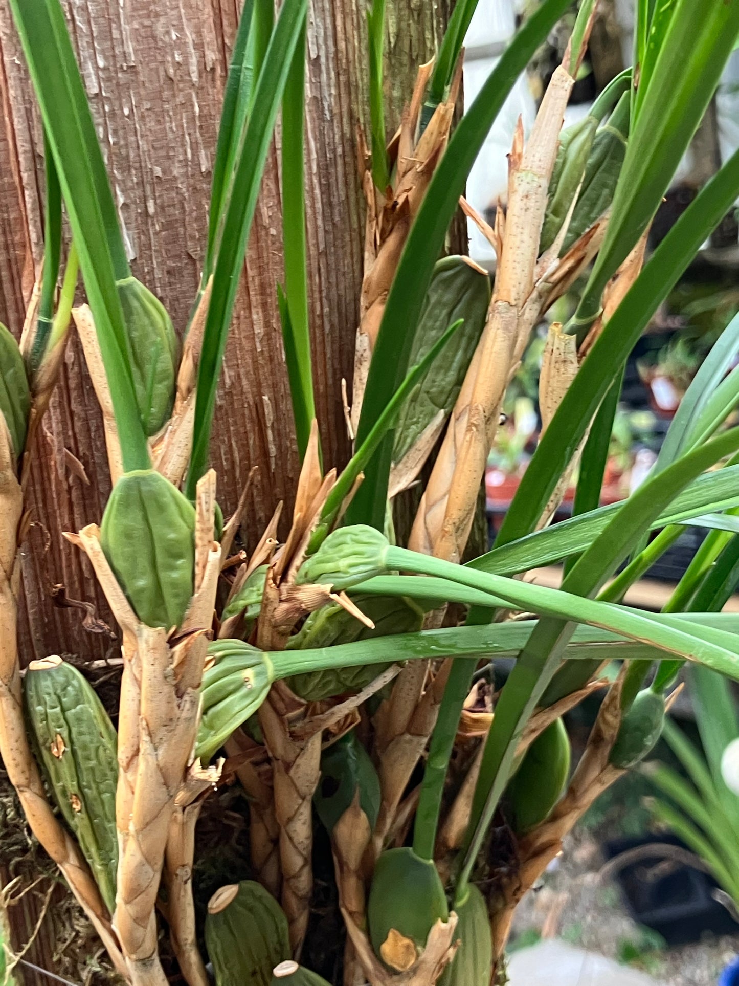 Maxillaria Tenuifolia Aurea 'Bert'