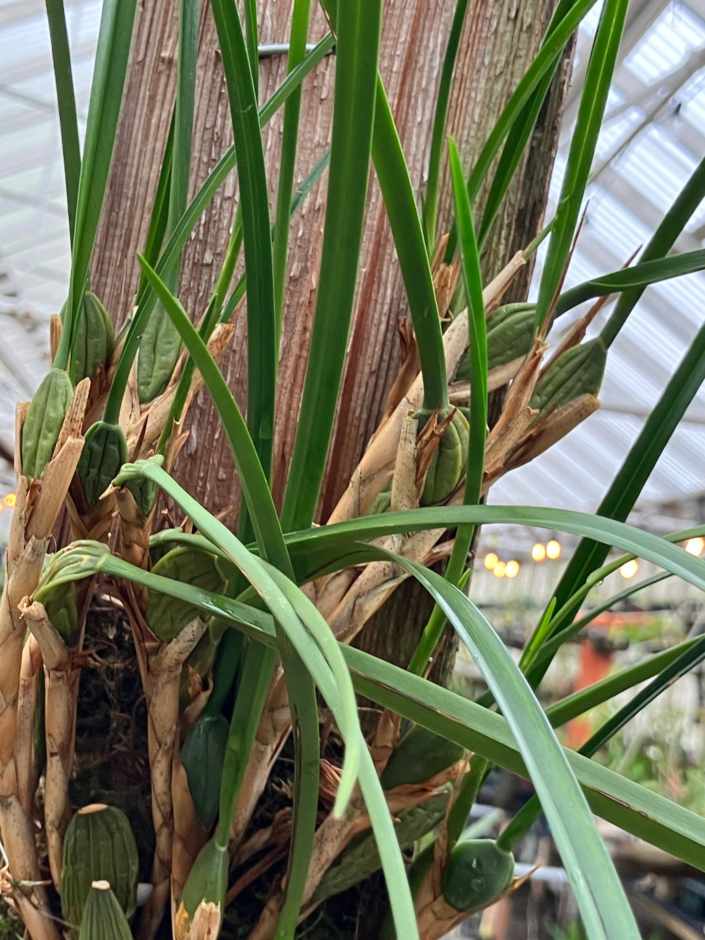 Maxillaria Tenuifolia Aurea 'Bert'