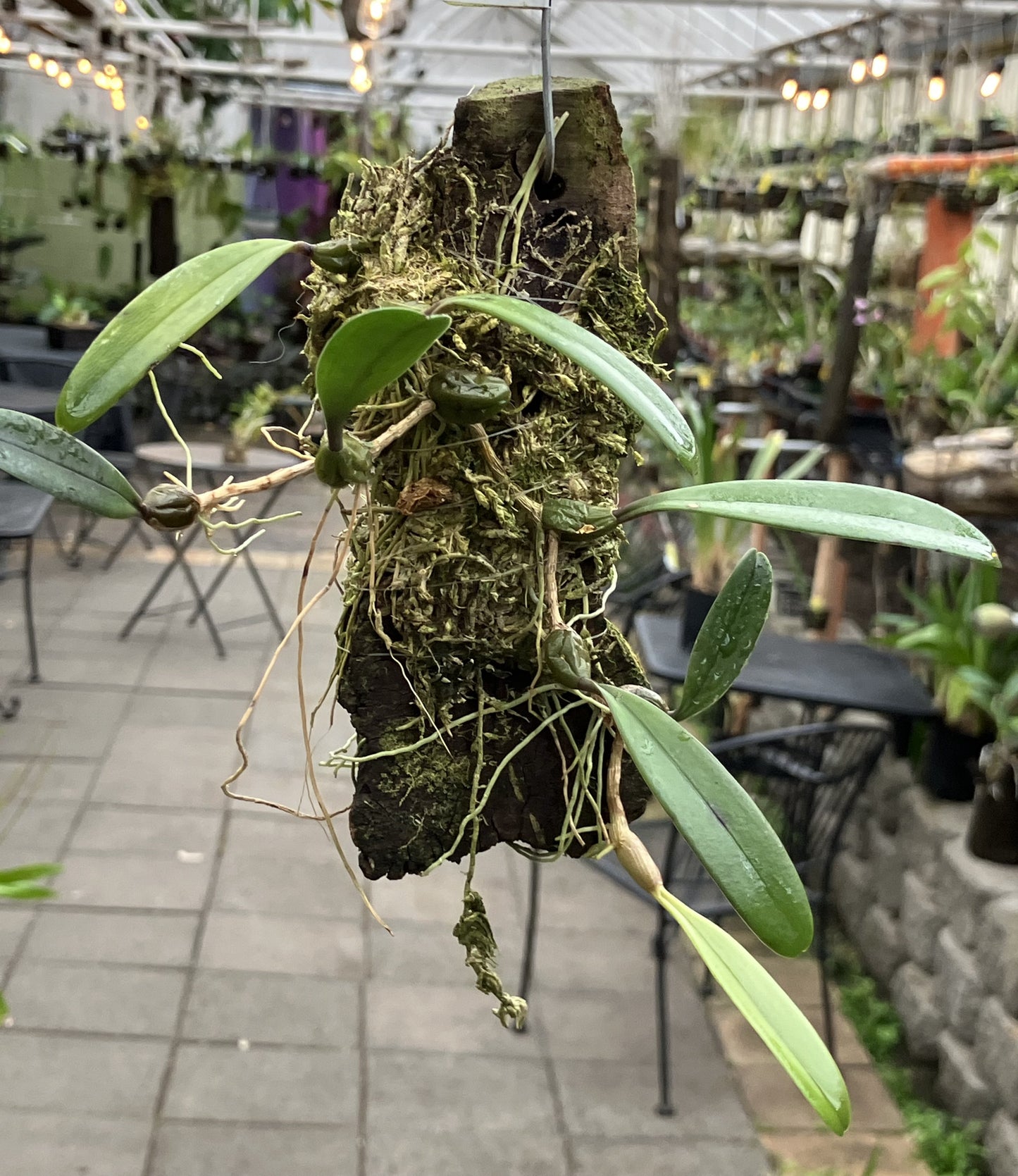 Bulbophyllum Auratum