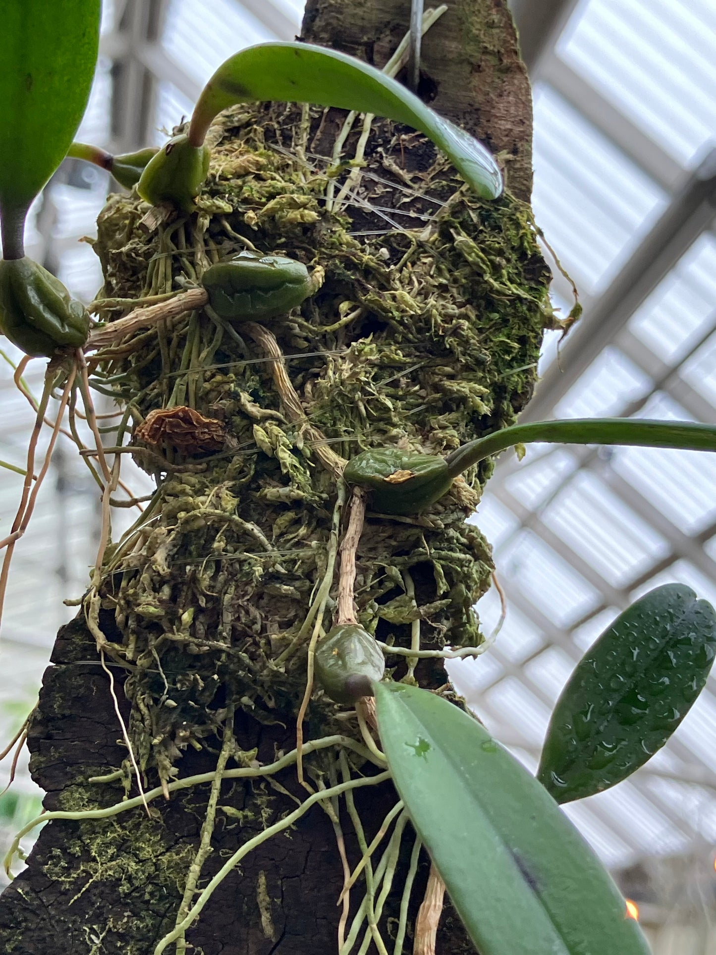 Bulbophyllum Auratum