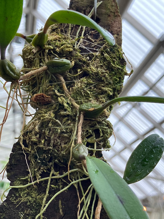 Bulbophyllum Auratum