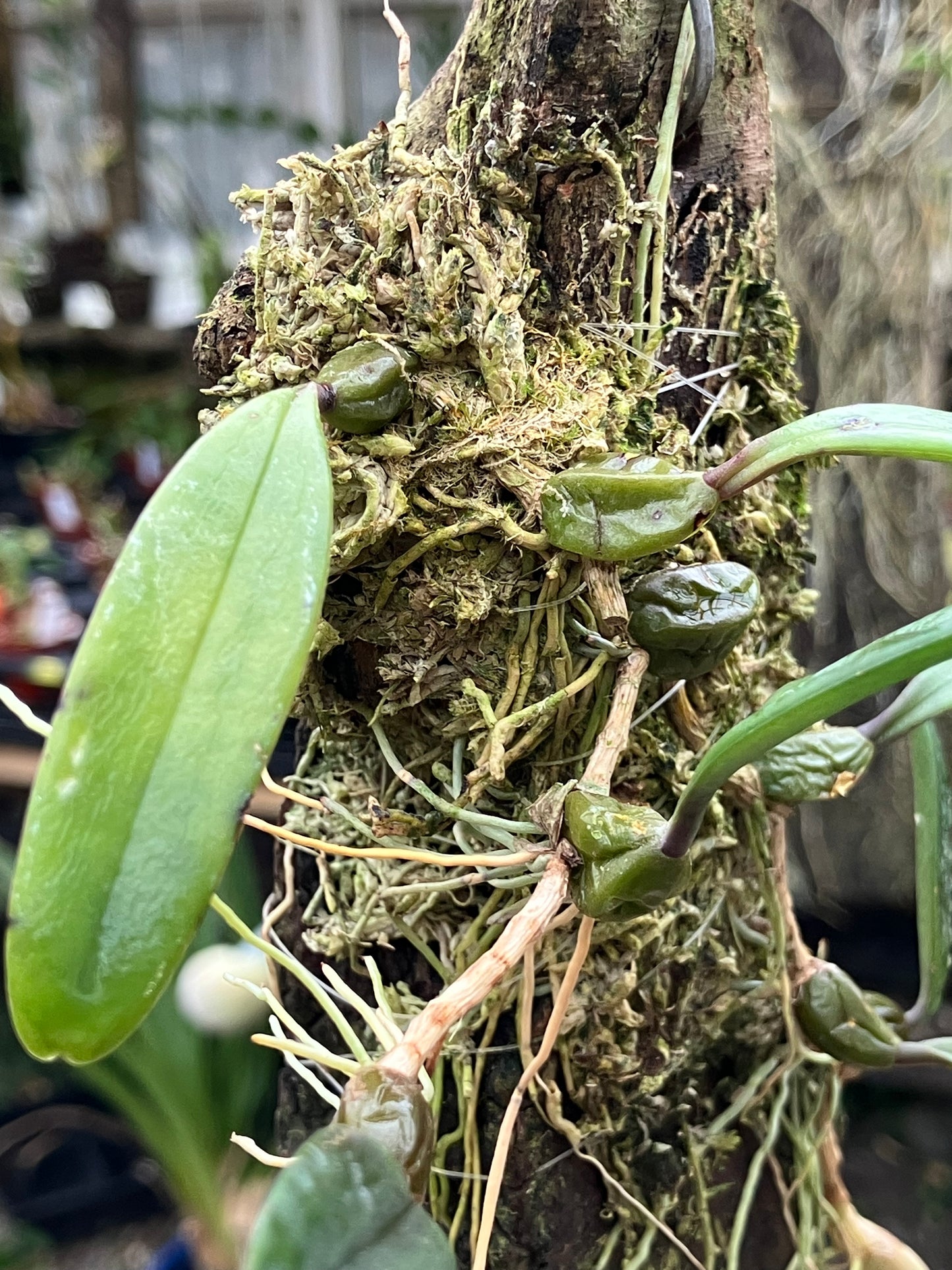 Bulbophyllum Auratum