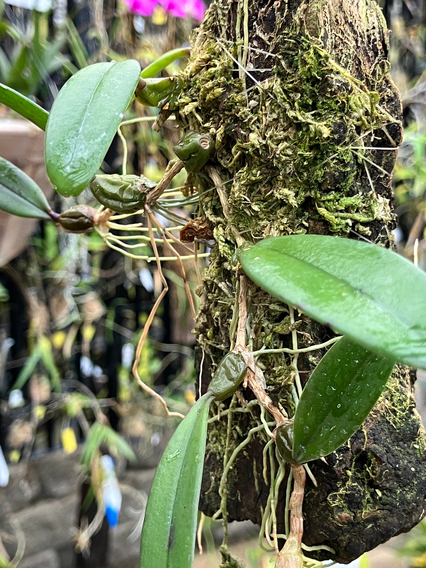 Bulbophyllum Auratum