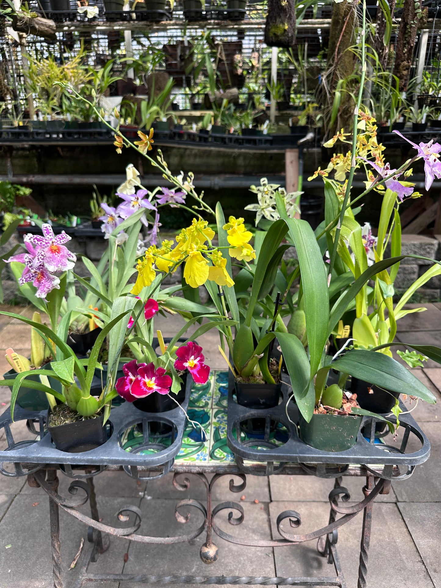 Oncidium Grower's Choice