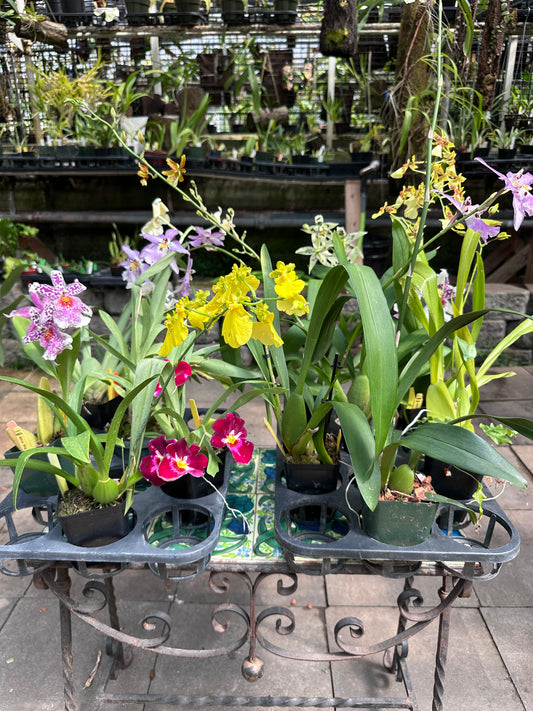 Oncidium Grower's Choice