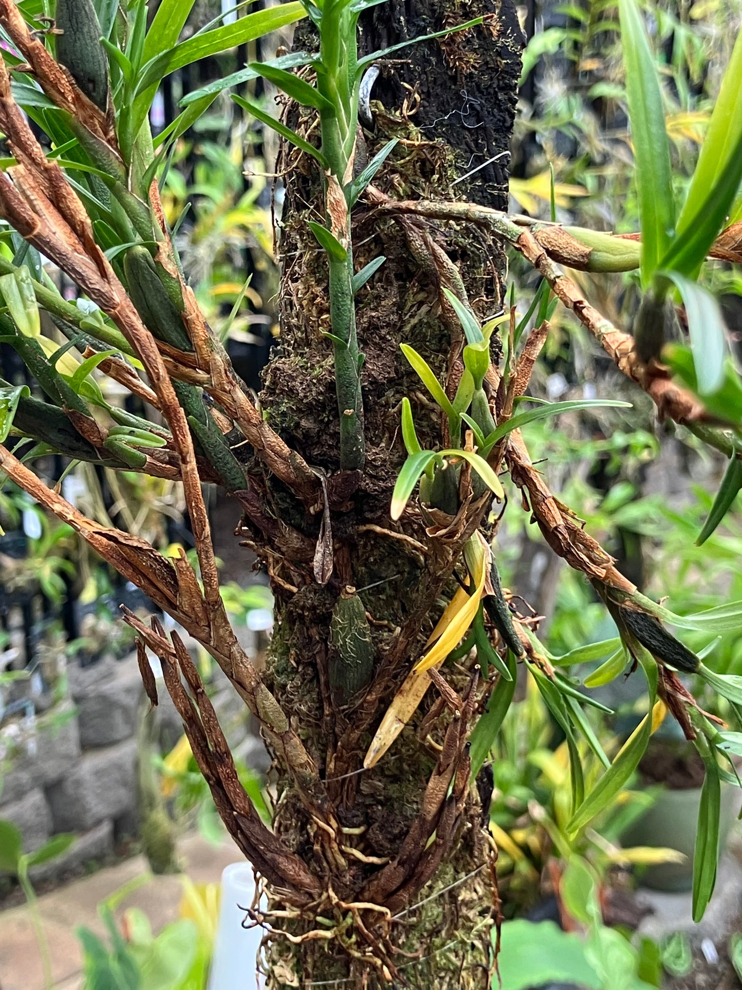 Maxillaria Lawrenceana