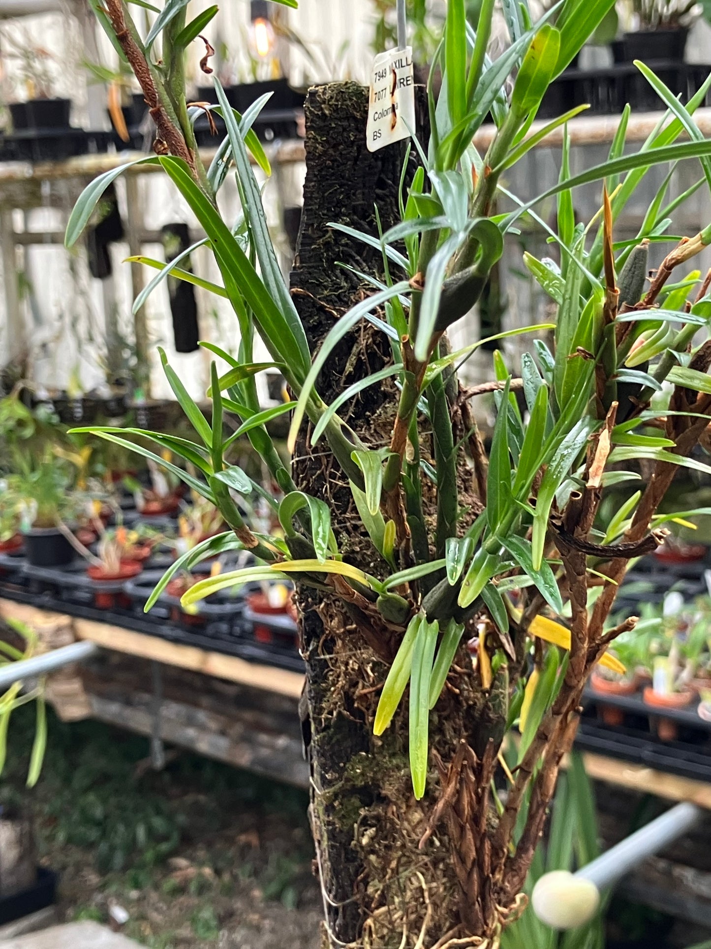 Maxillaria Lawrenceana