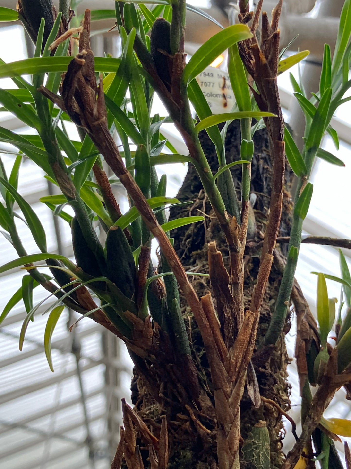 Maxillaria Lawrenceana
