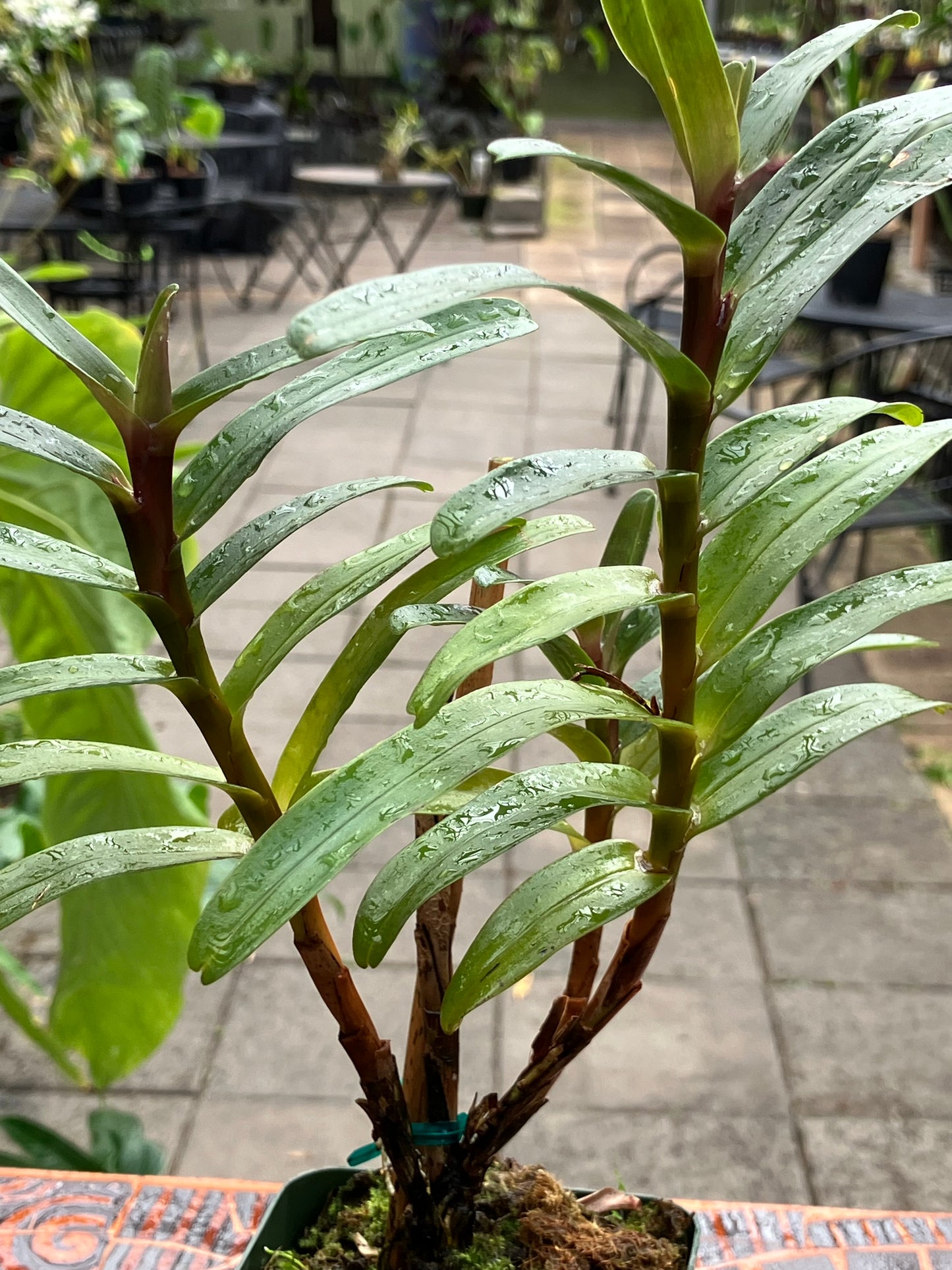 Maxillaria Scalariformis