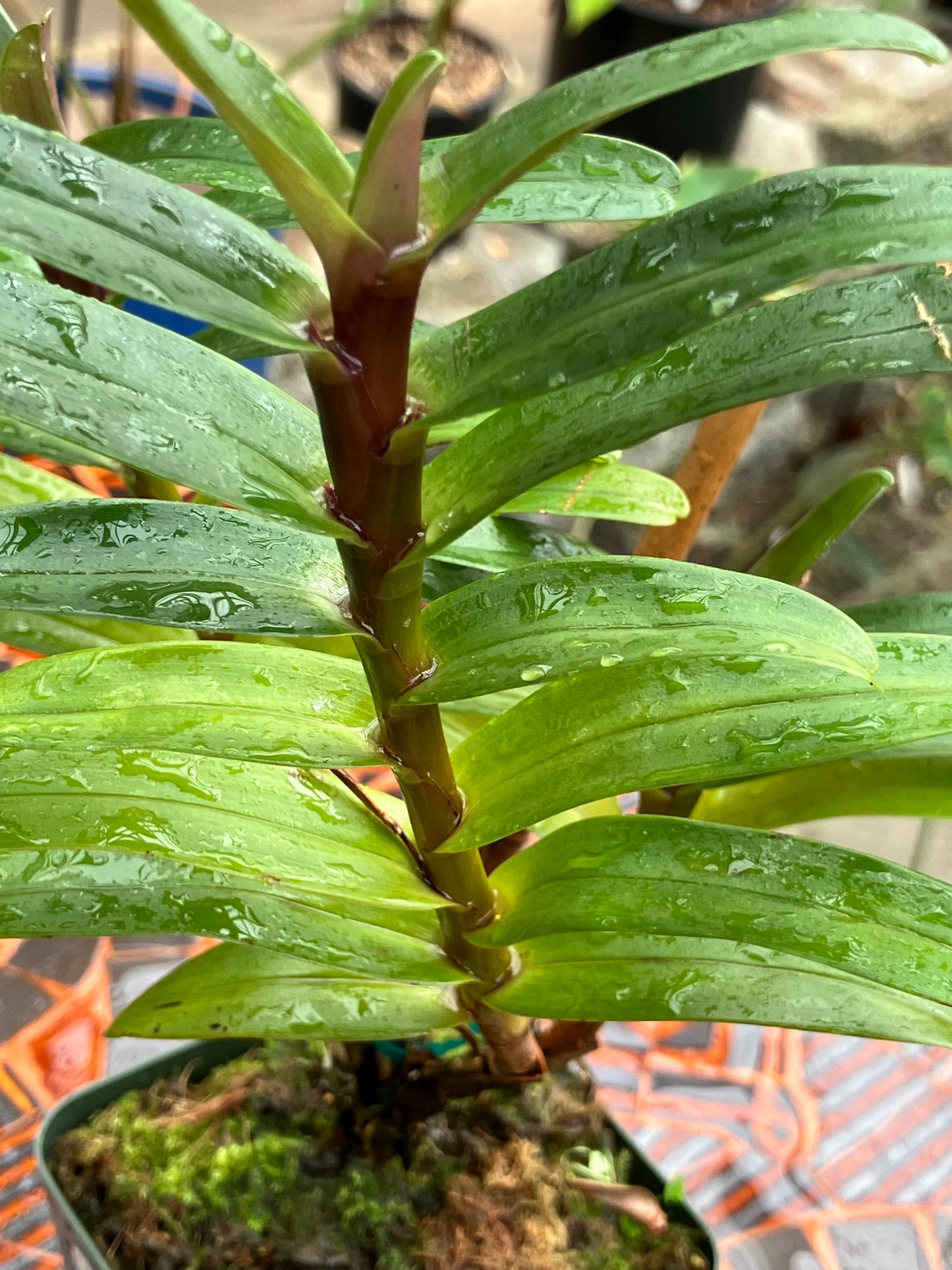 Maxillaria Scalariformis