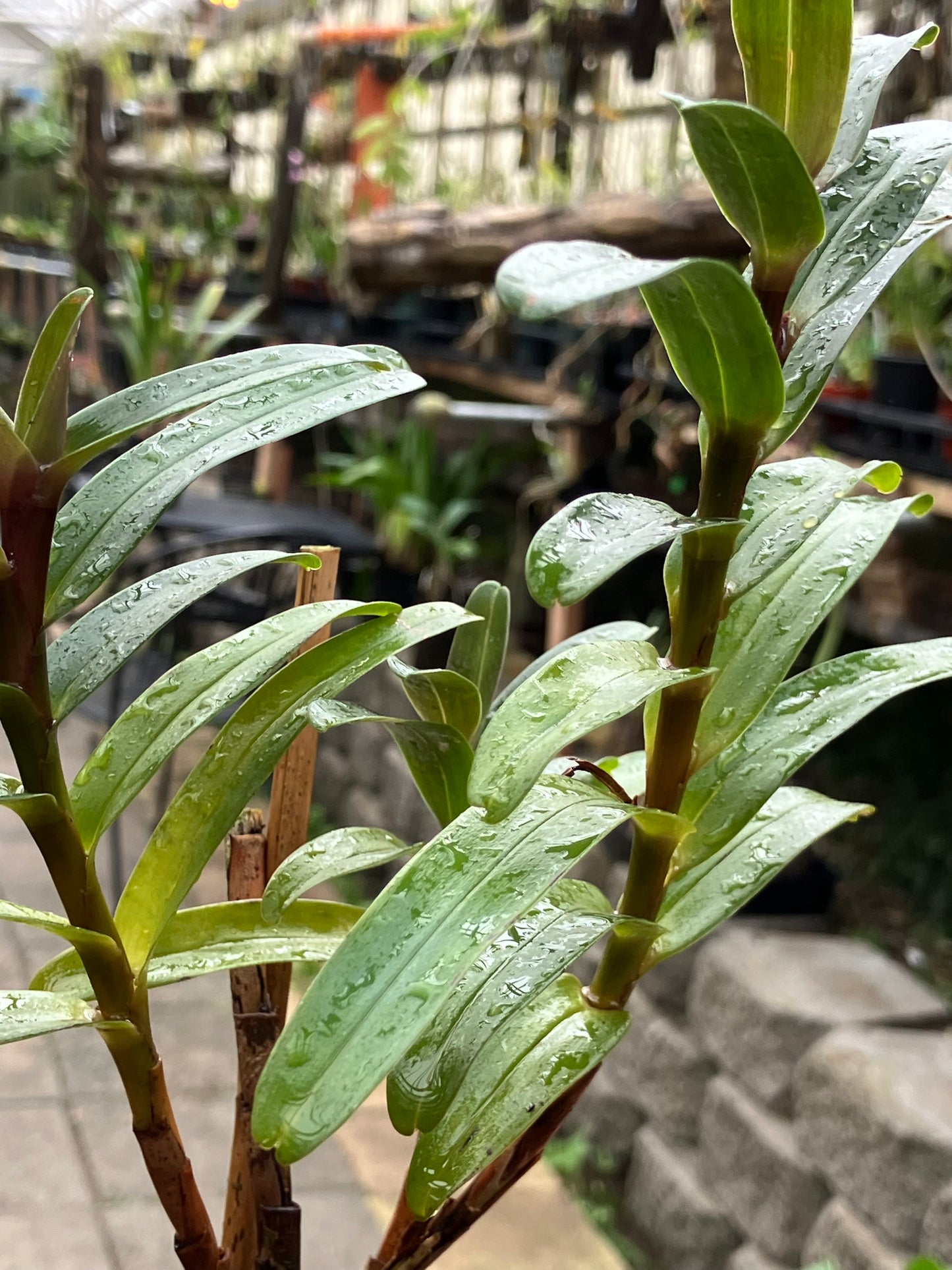 Maxillaria Scalariformis