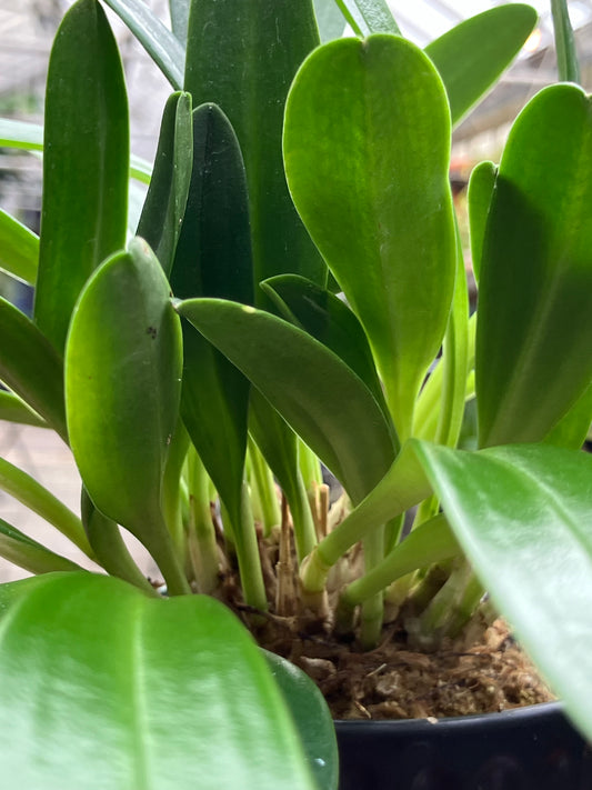 Masdevallia Tovarensis