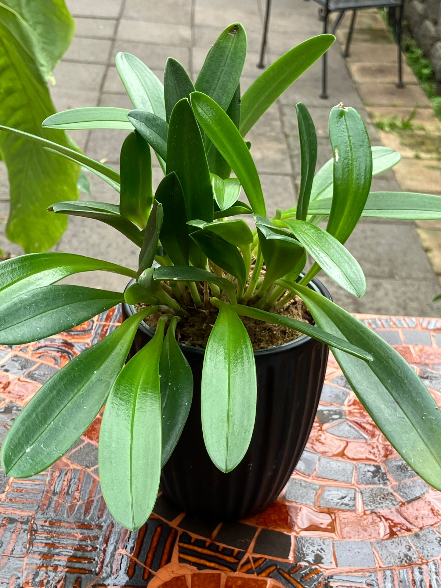 Masdevallia Tovarensis