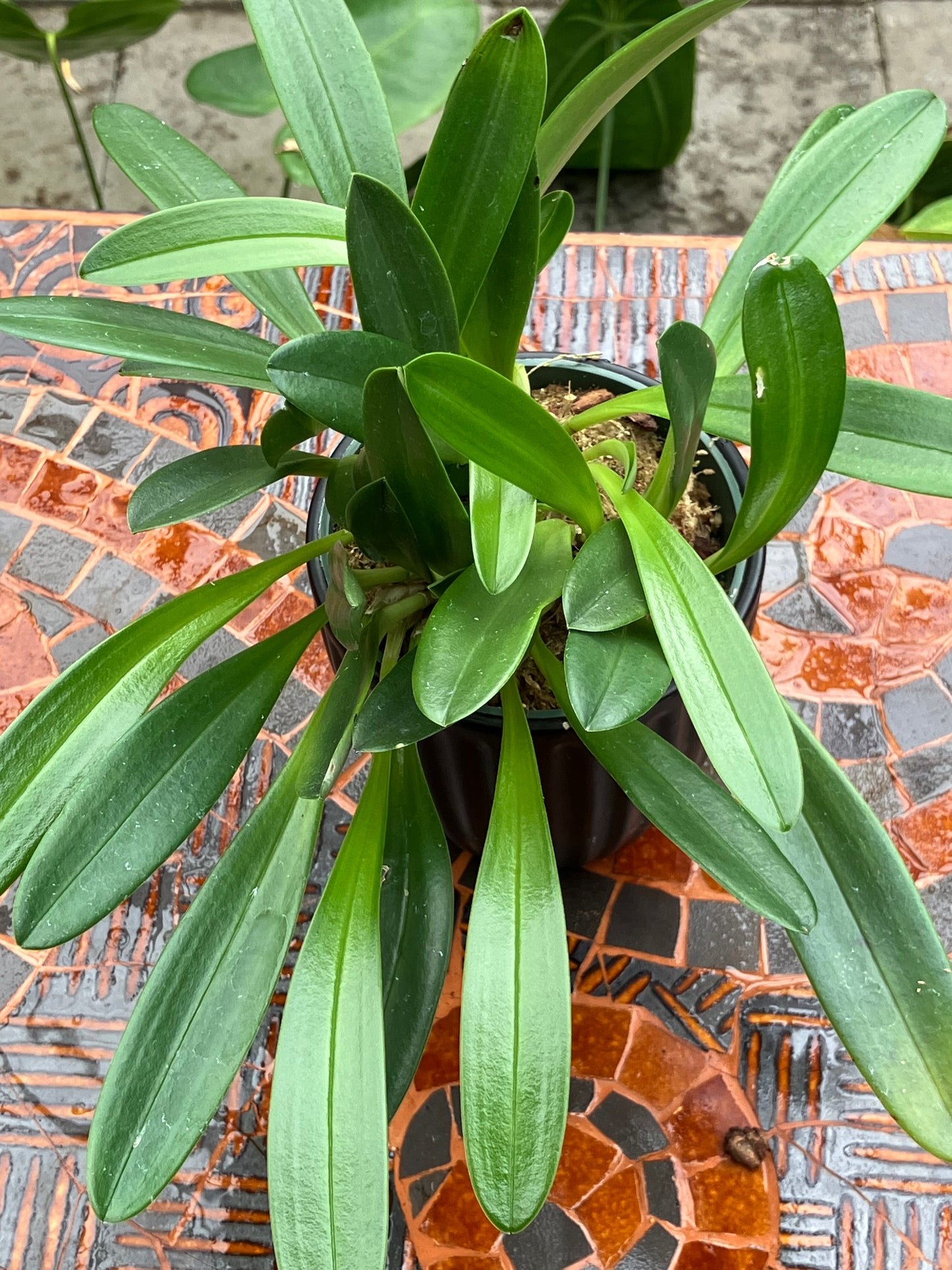 Masdevallia Tovarensis