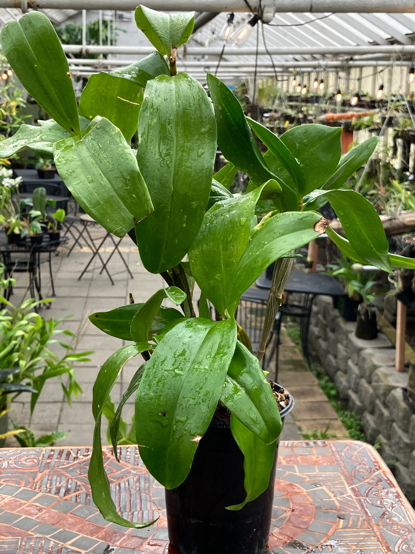 Dendrobium Farmeri Forma Petaloid Album