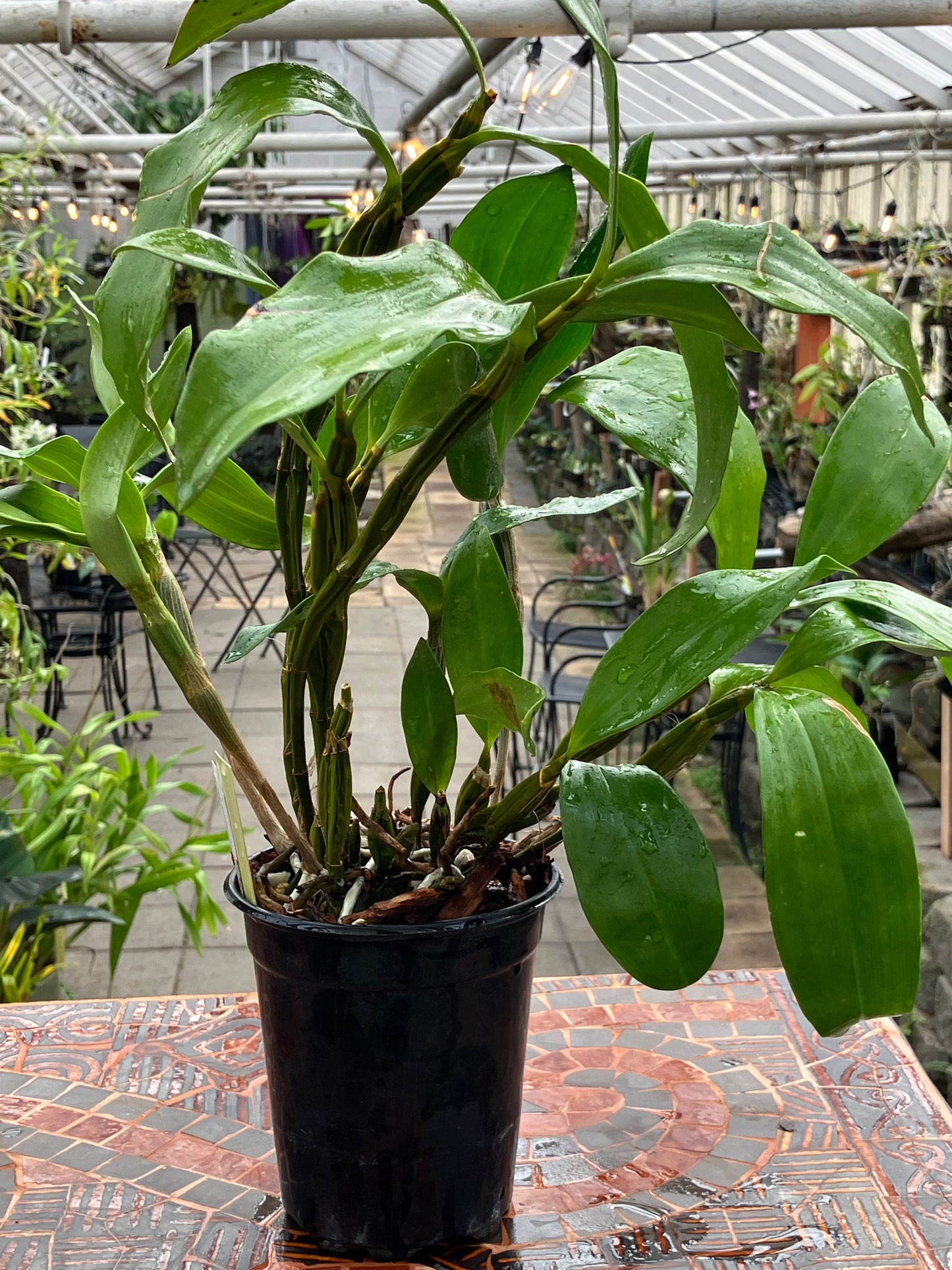 Dendrobium Farmeri Forma Petaloid Album