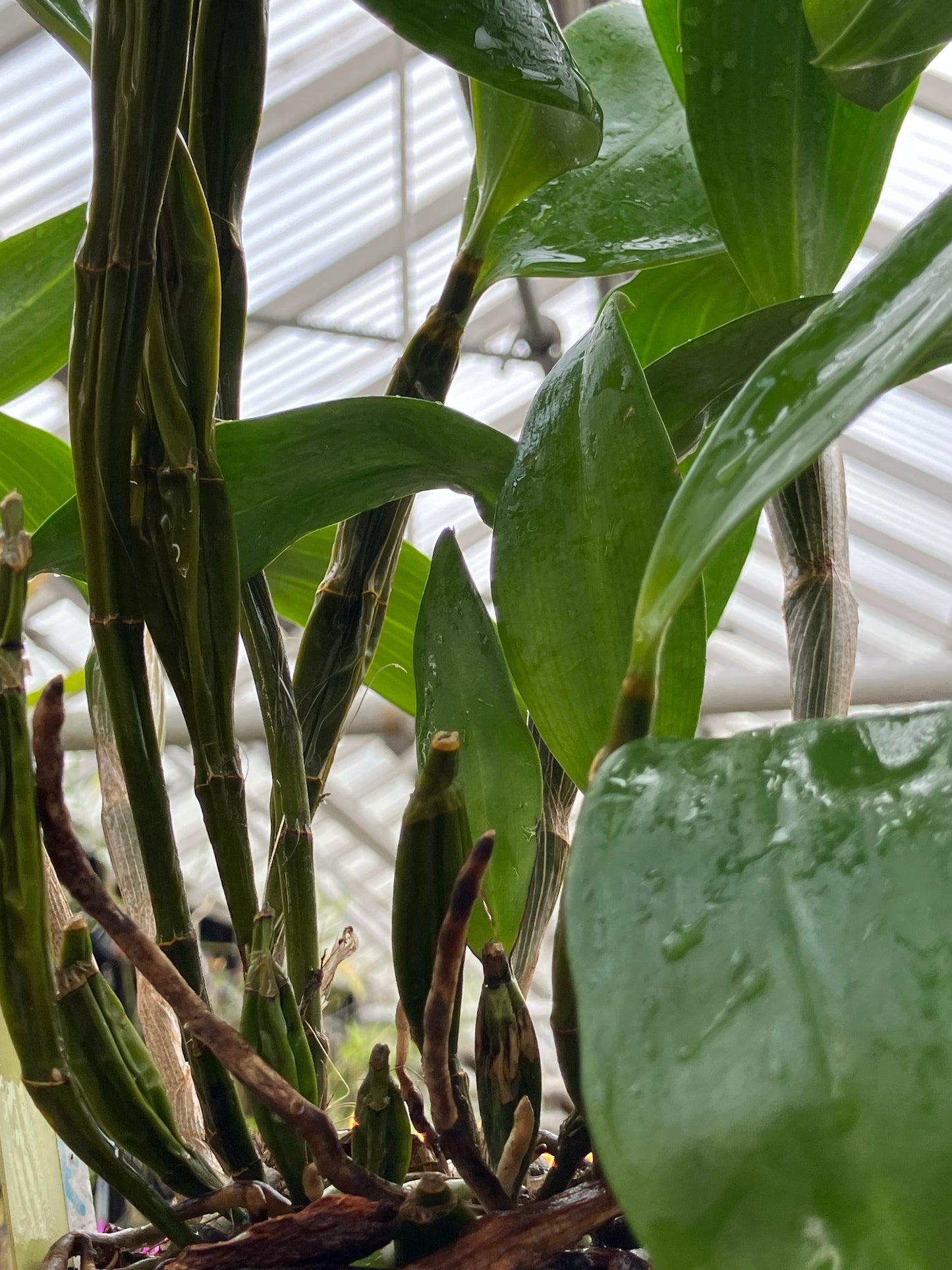 Dendrobium Farmeri Forma Petaloid Album