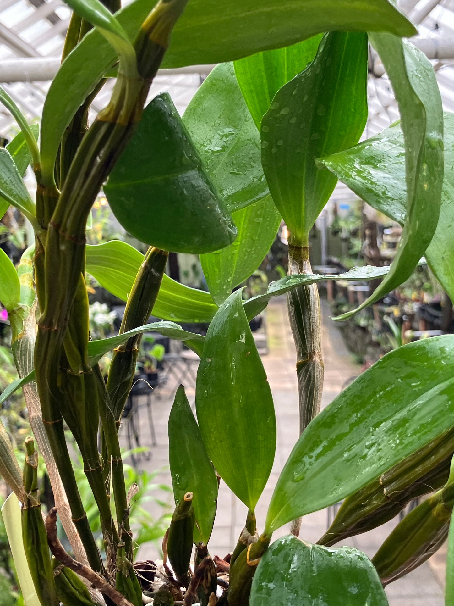 Dendrobium Farmeri Forma Petaloid Album