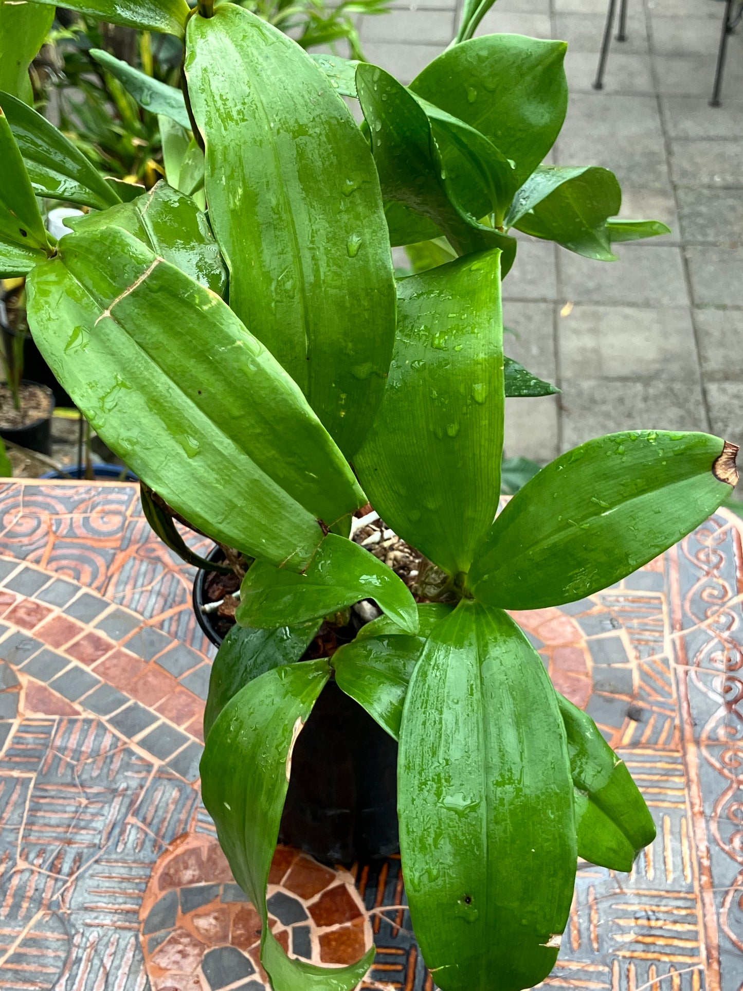 Dendrobium Farmeri Forma Petaloid Album