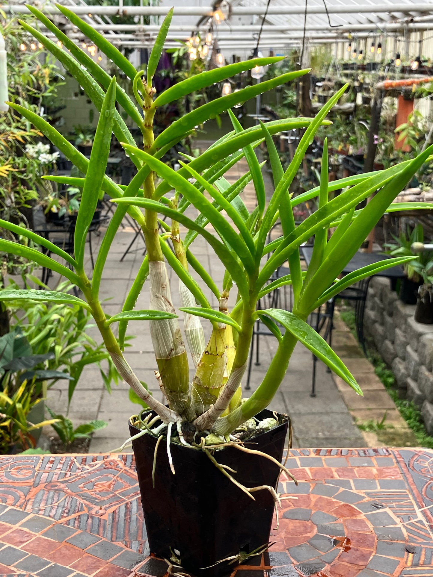 Dendrobium Lowana Nioka