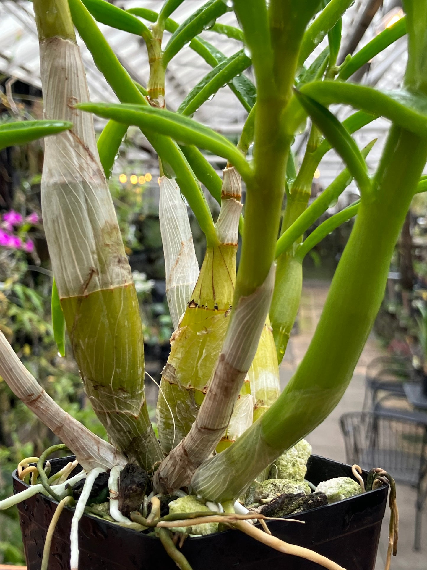 Dendrobium Lowana Nioka