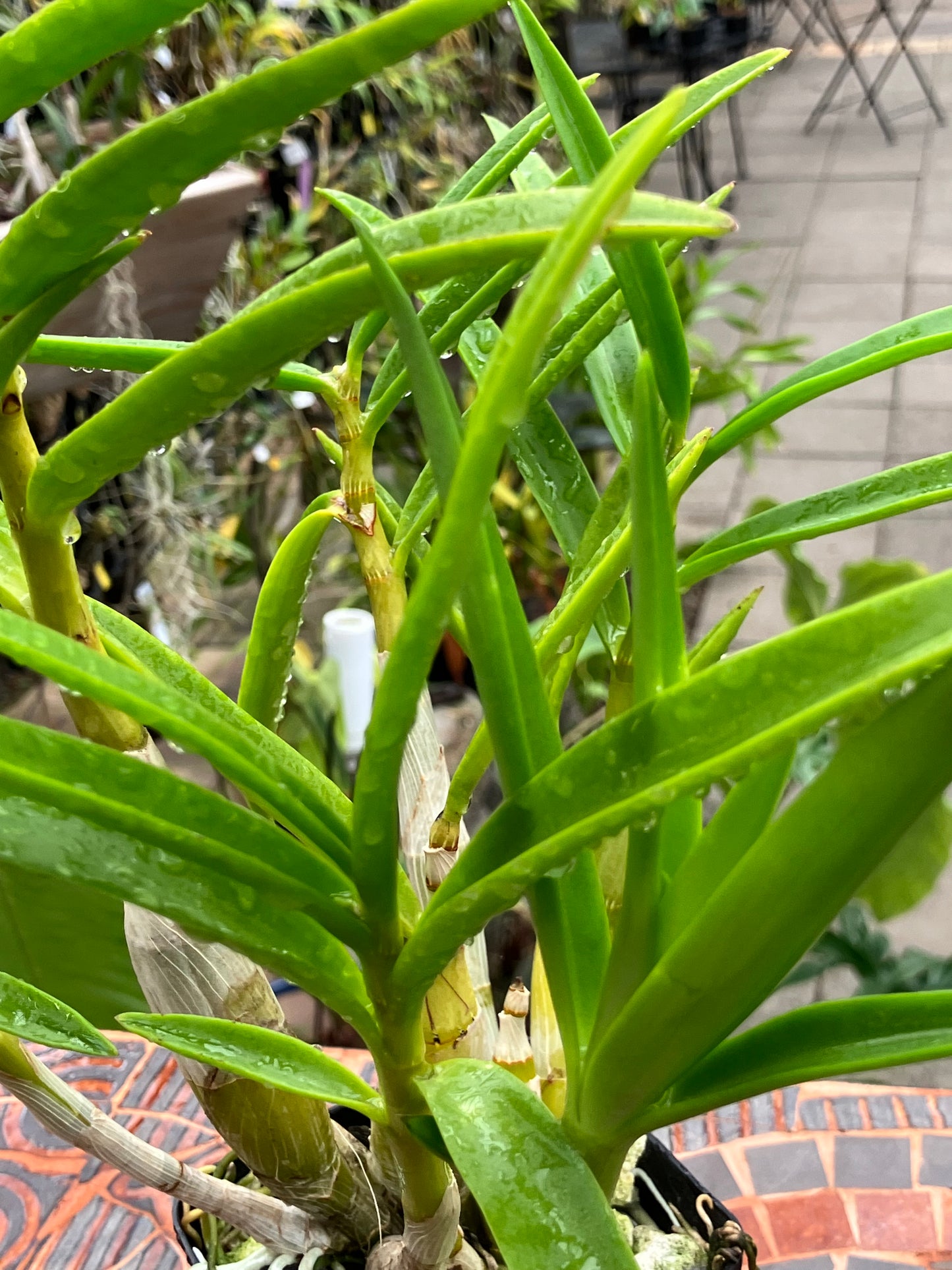 Dendrobium Lowana Nioka