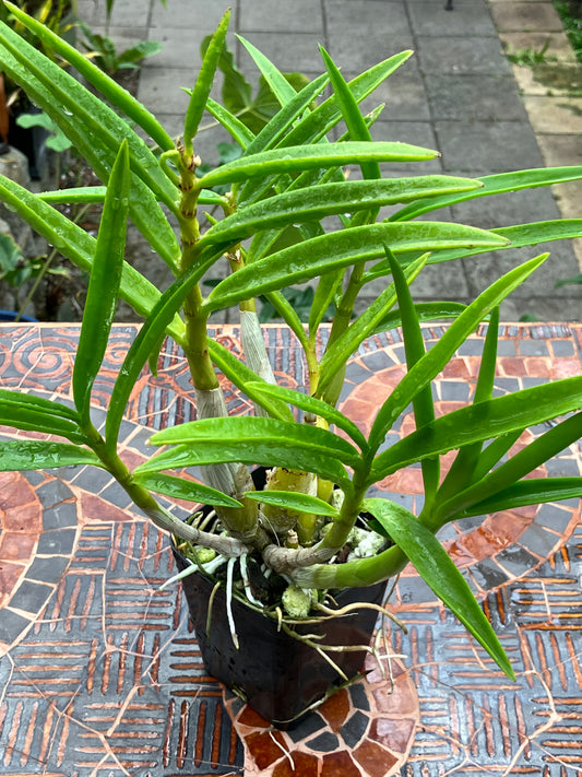 Dendrobium Lowana Nioka