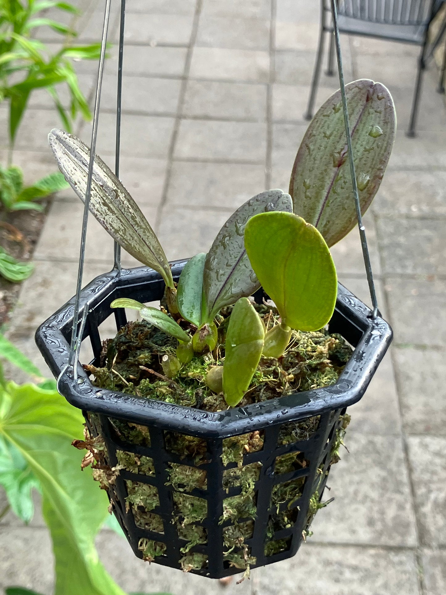 Bulbophyllum Baucoense