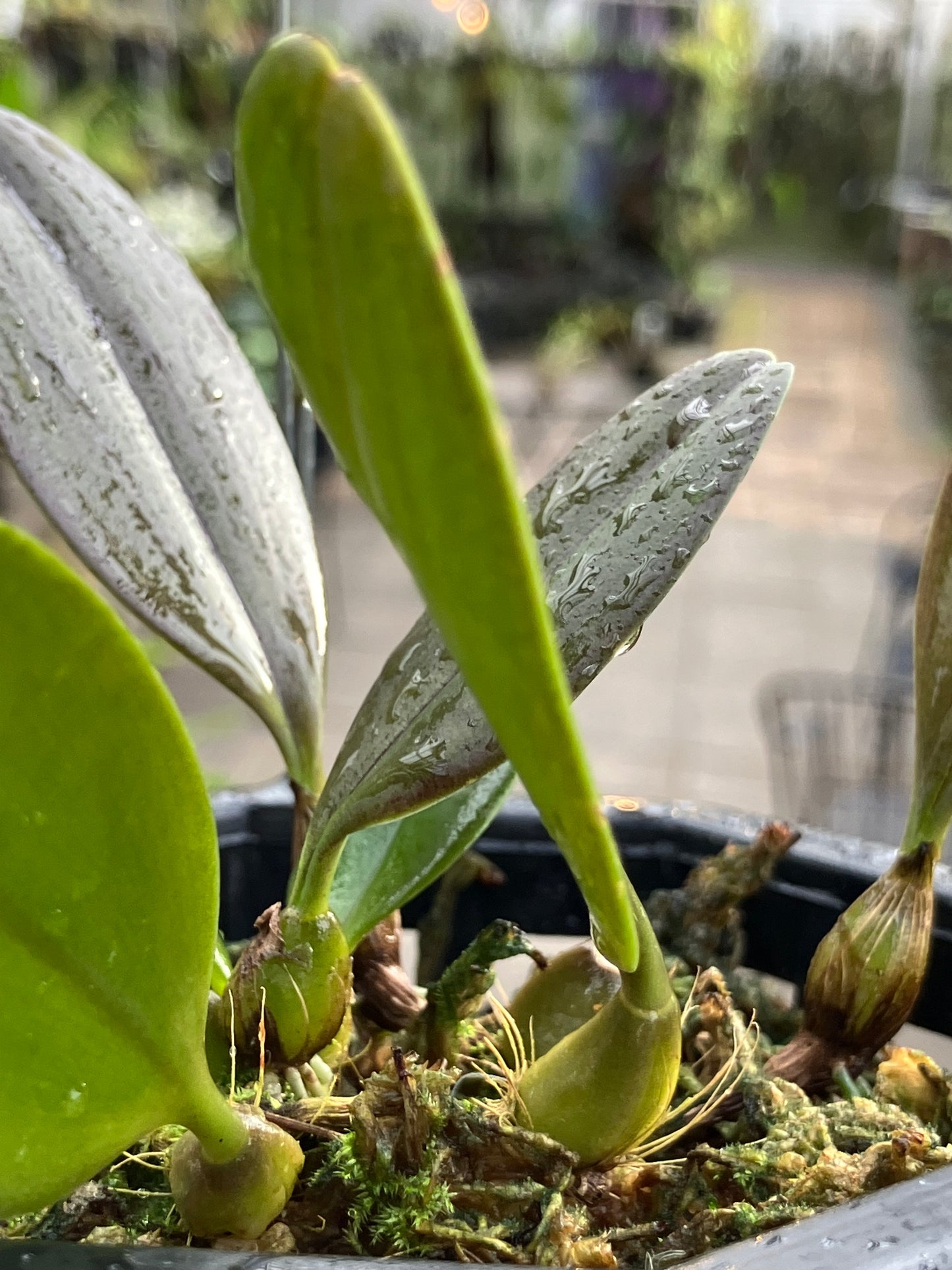 Bulbophyllum Baucoense